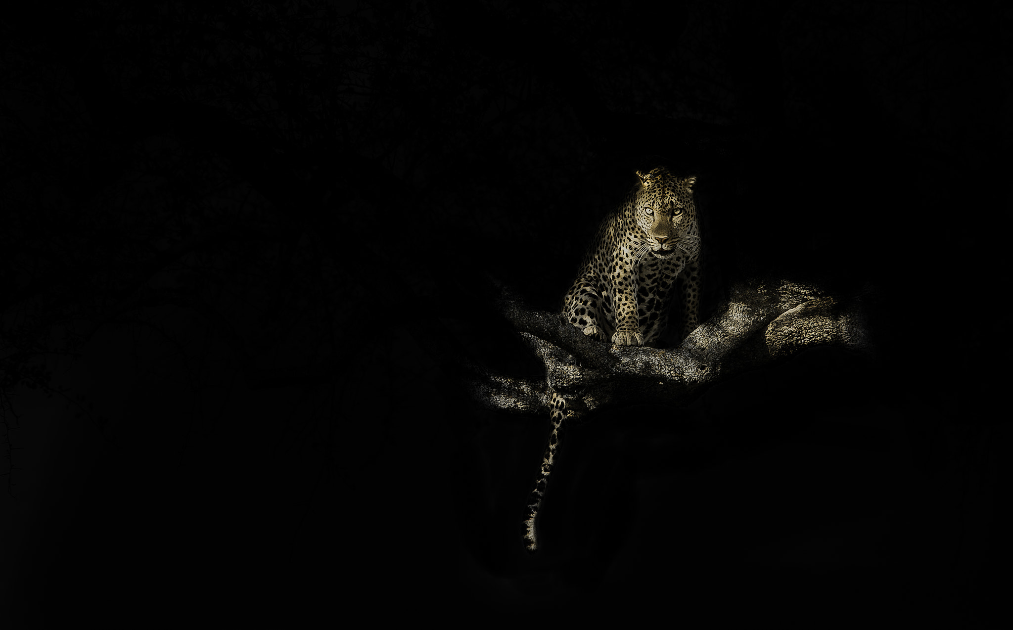 Обои леопард на дереве чёрный фон хищник на рабочий стол