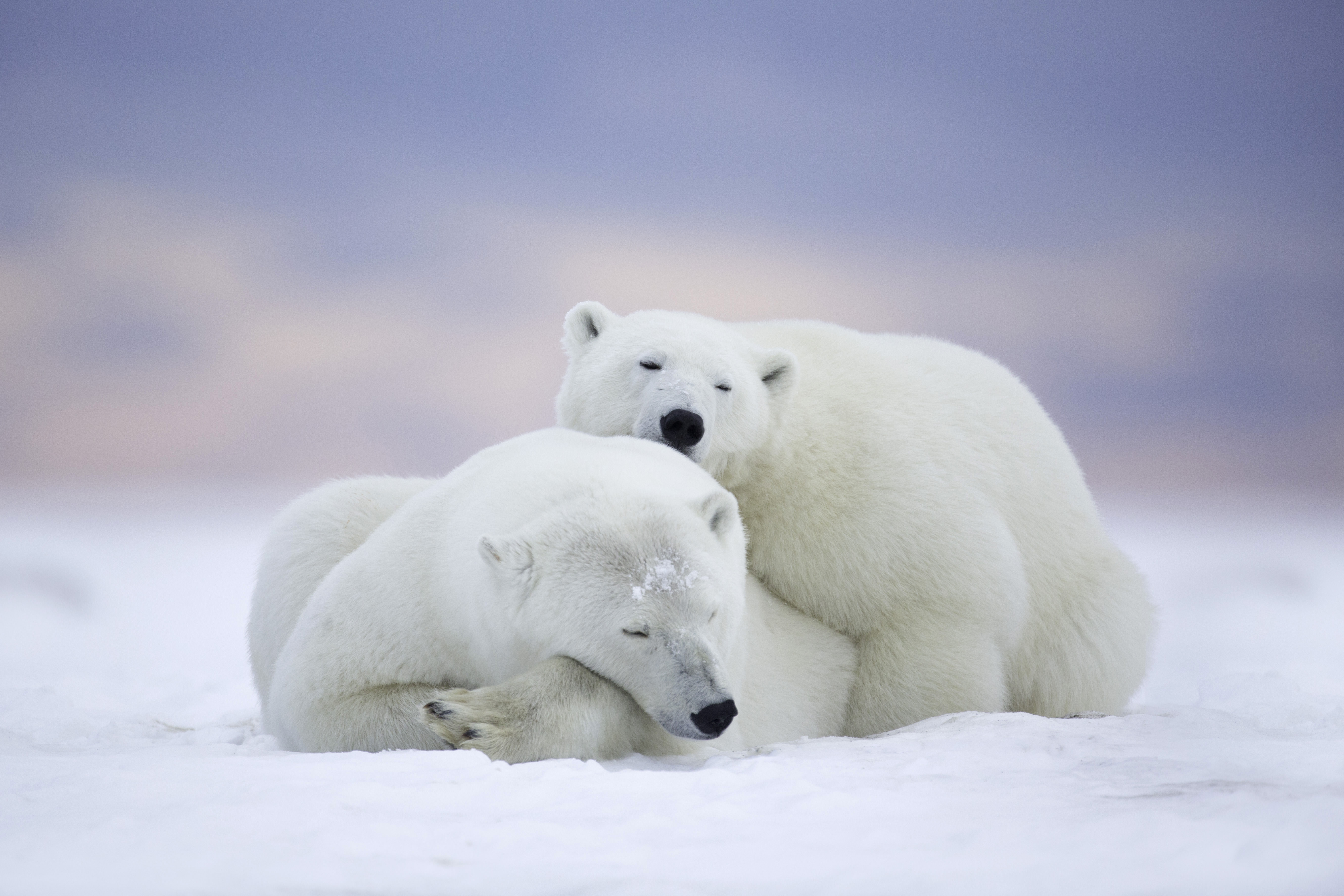 Обои холодный климат белый медведь на рабочий стол