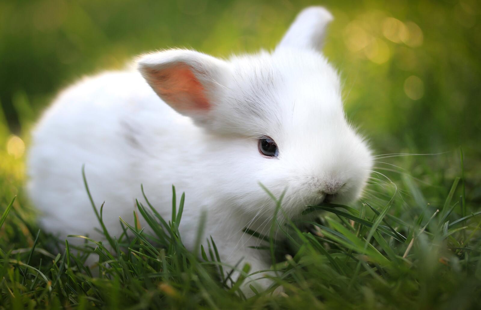 Обои белый кролик зеленая трава милая на рабочий стол
