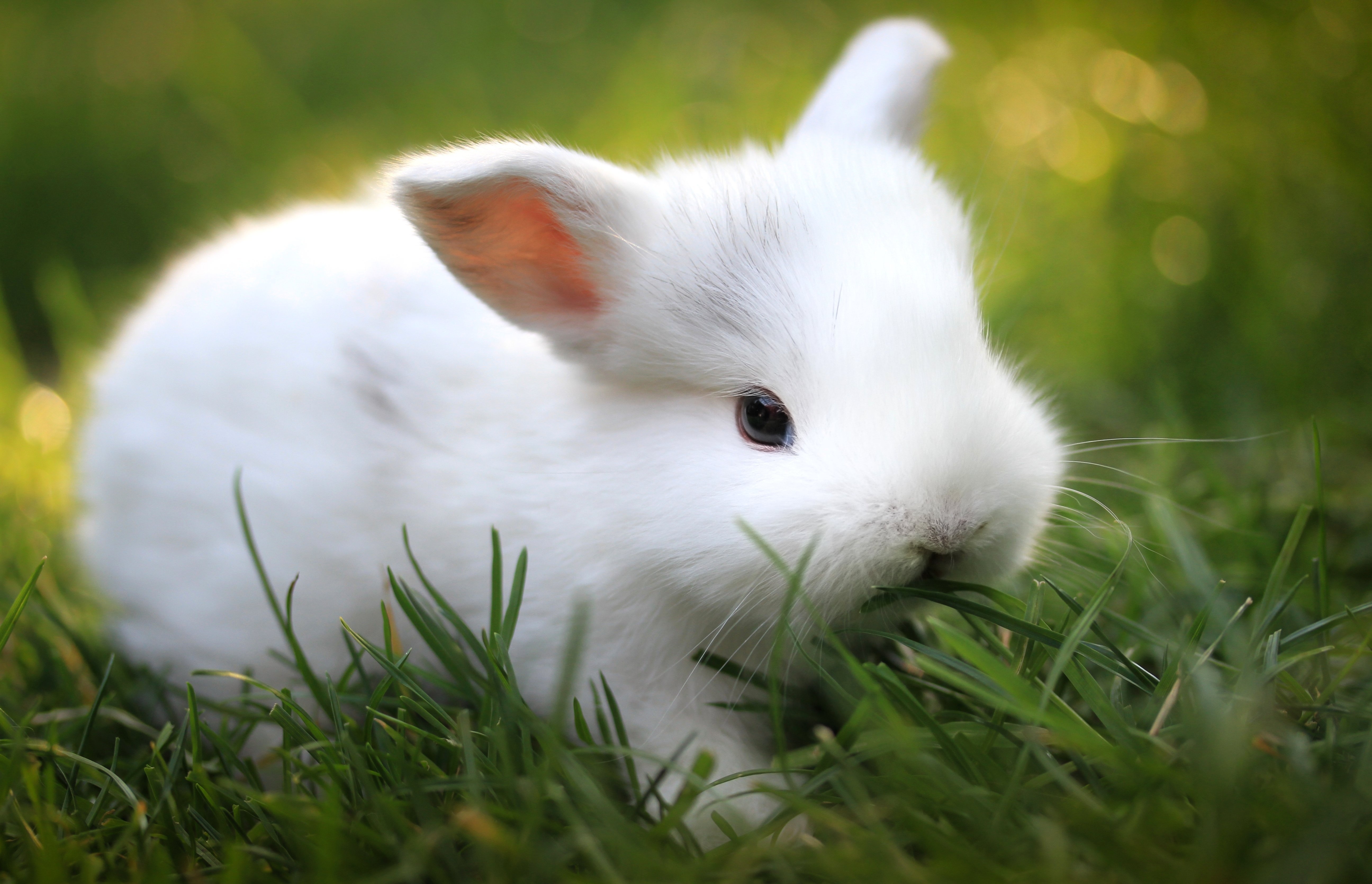 Фото бесплатно кролик, трава, еда