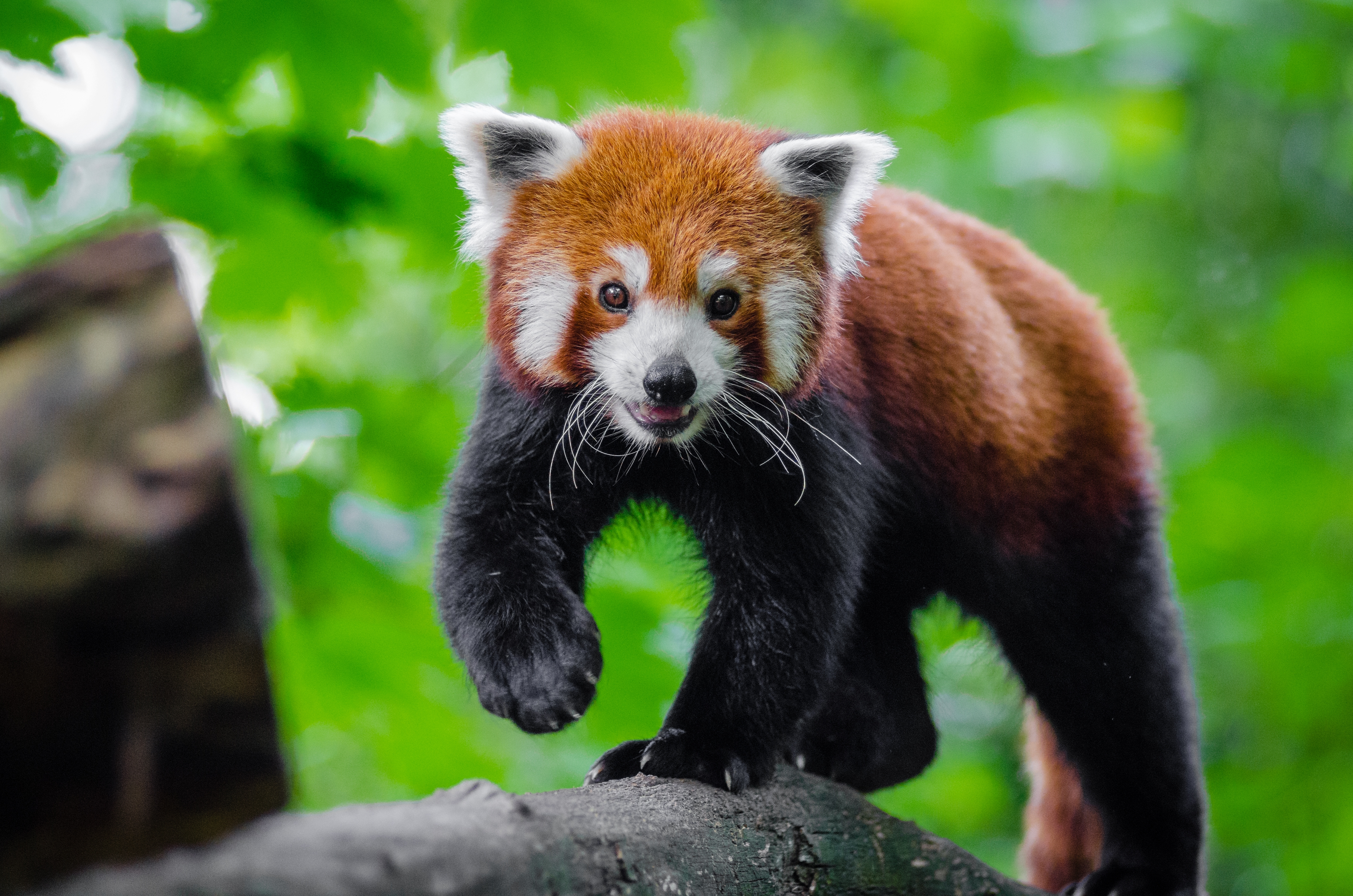 Wallpapers red panda cute rock on the desktop