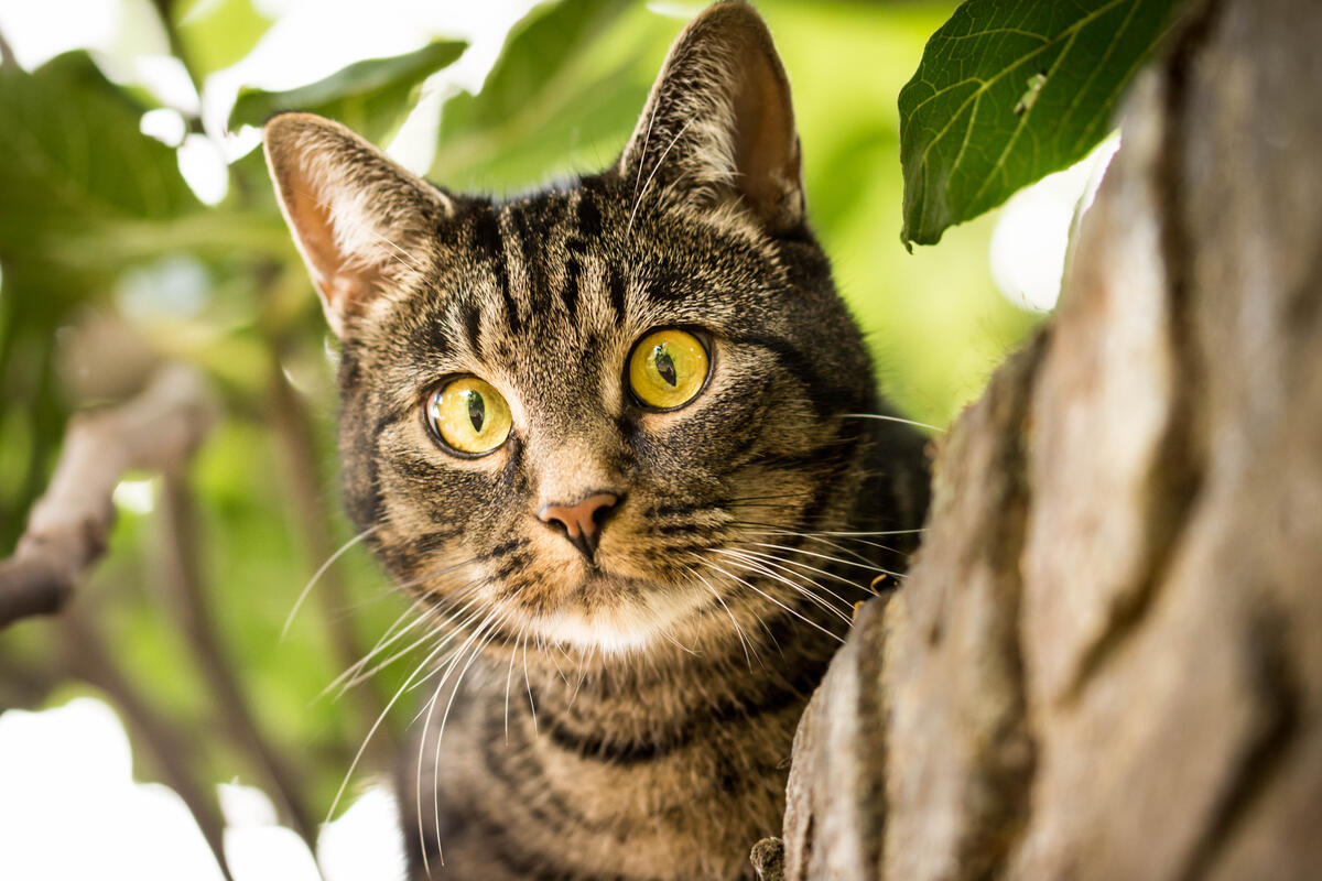 Косоглазый кот на дереве