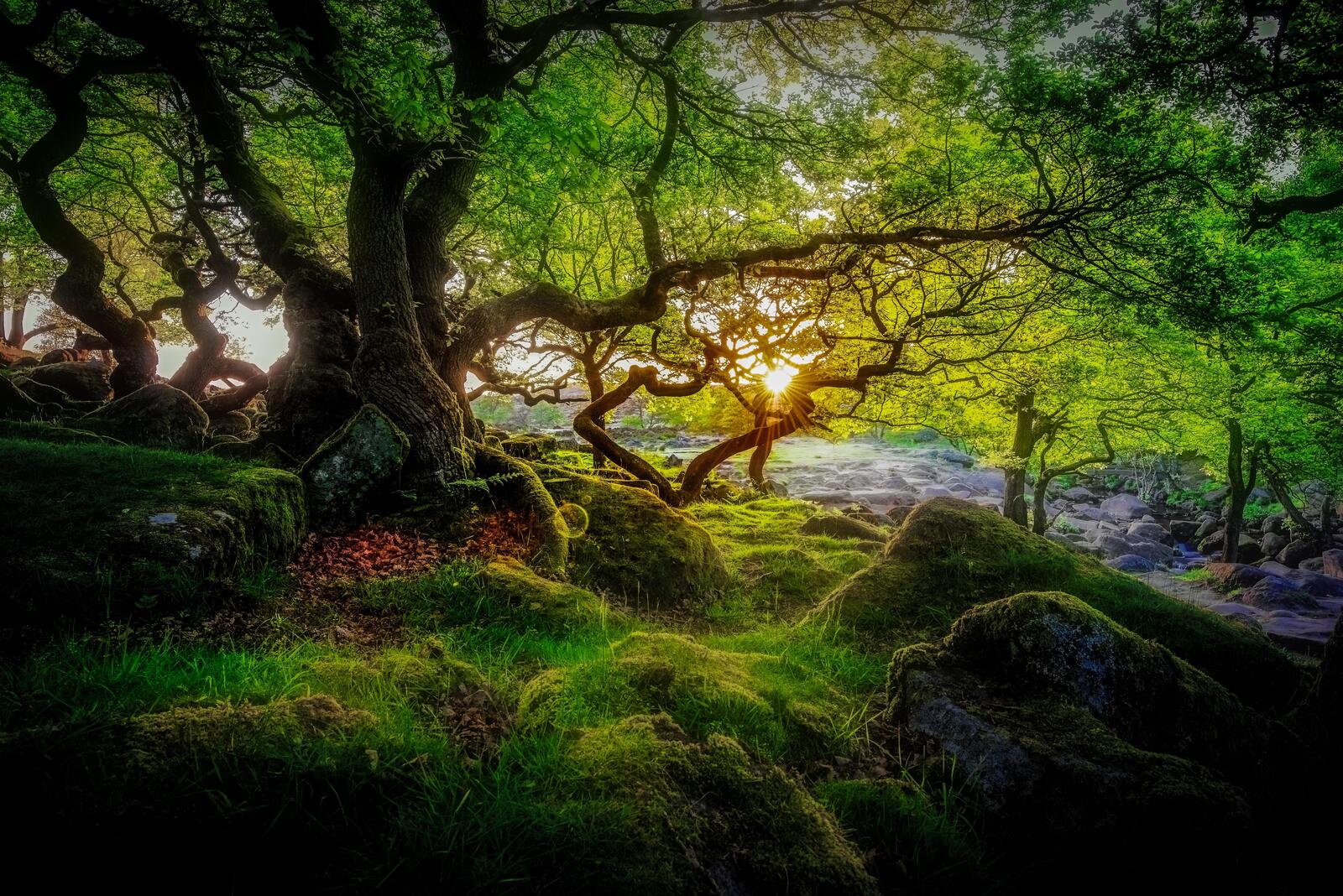 Wallpapers forest green moss sunny weather on the desktop