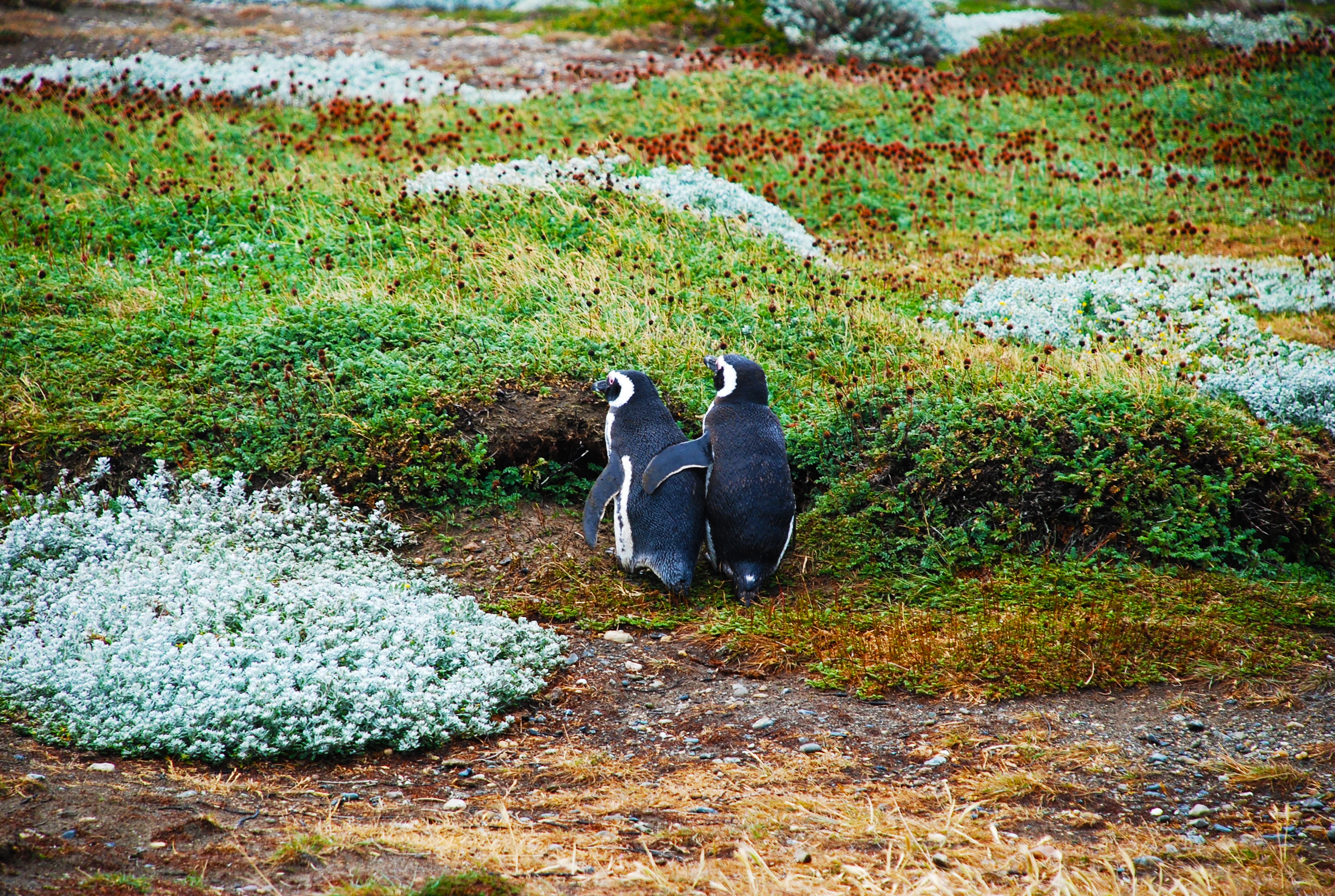 Фото бесплатно обои пингвины, вид сзади, пара