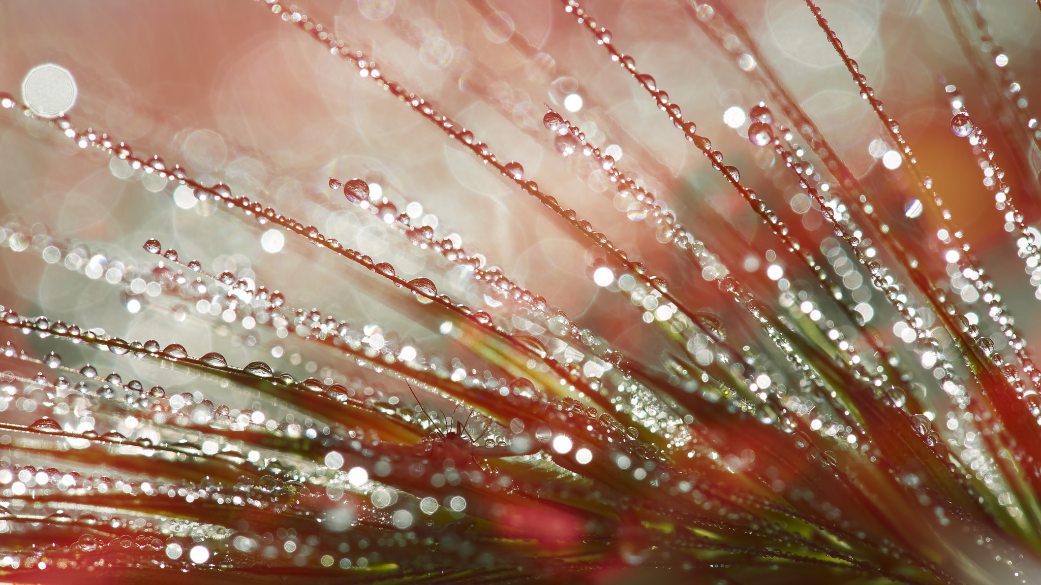 Wallpapers wallpaper water drops plant blurred on the desktop