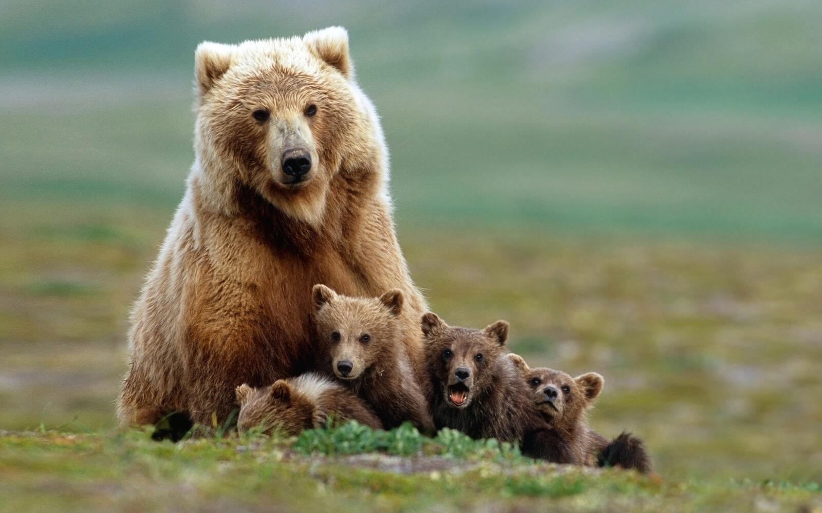 Wallpapers bears baby animals nature on the desktop