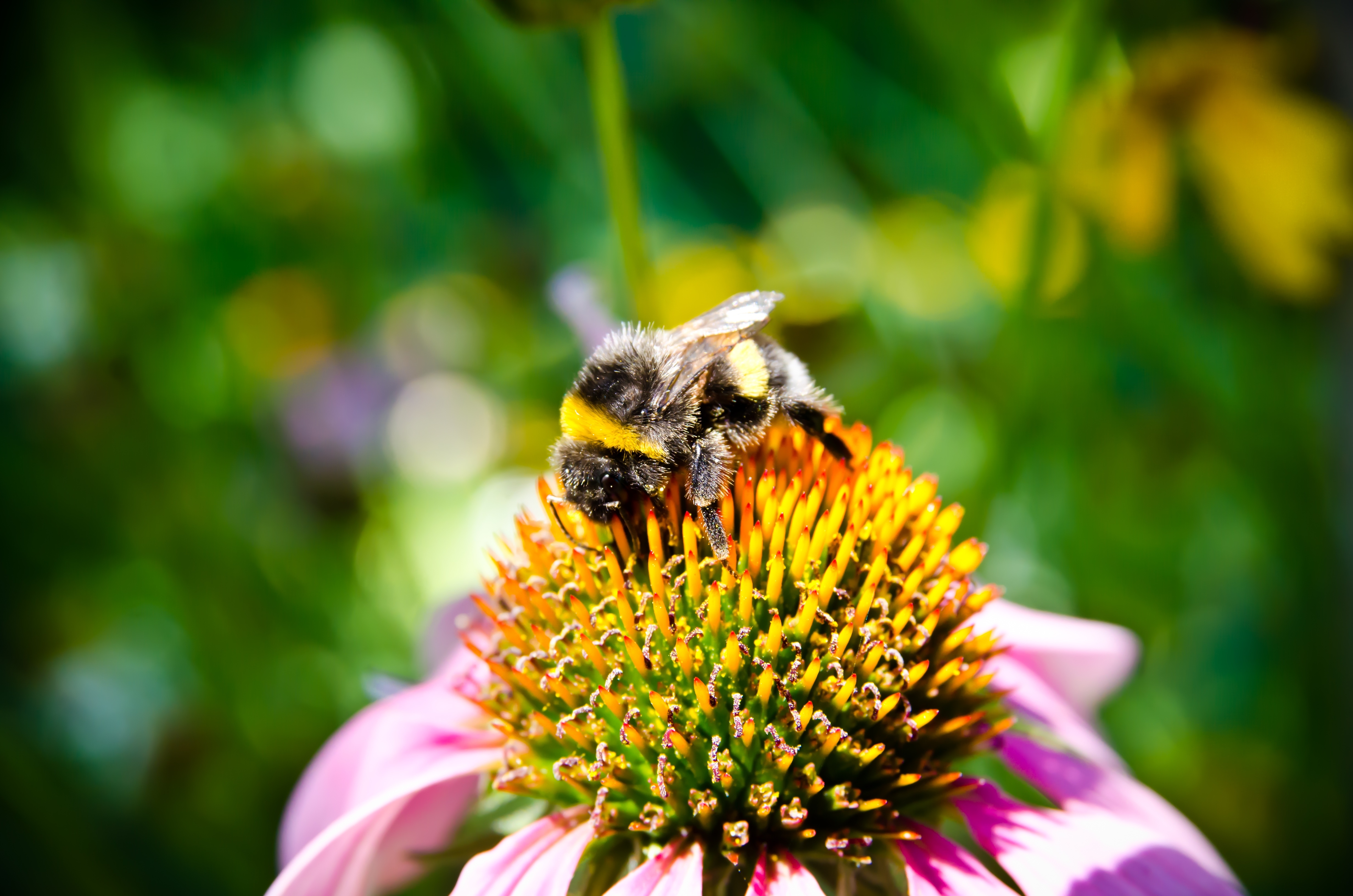 Фото бесплатно пчела, цветок, насекомые
