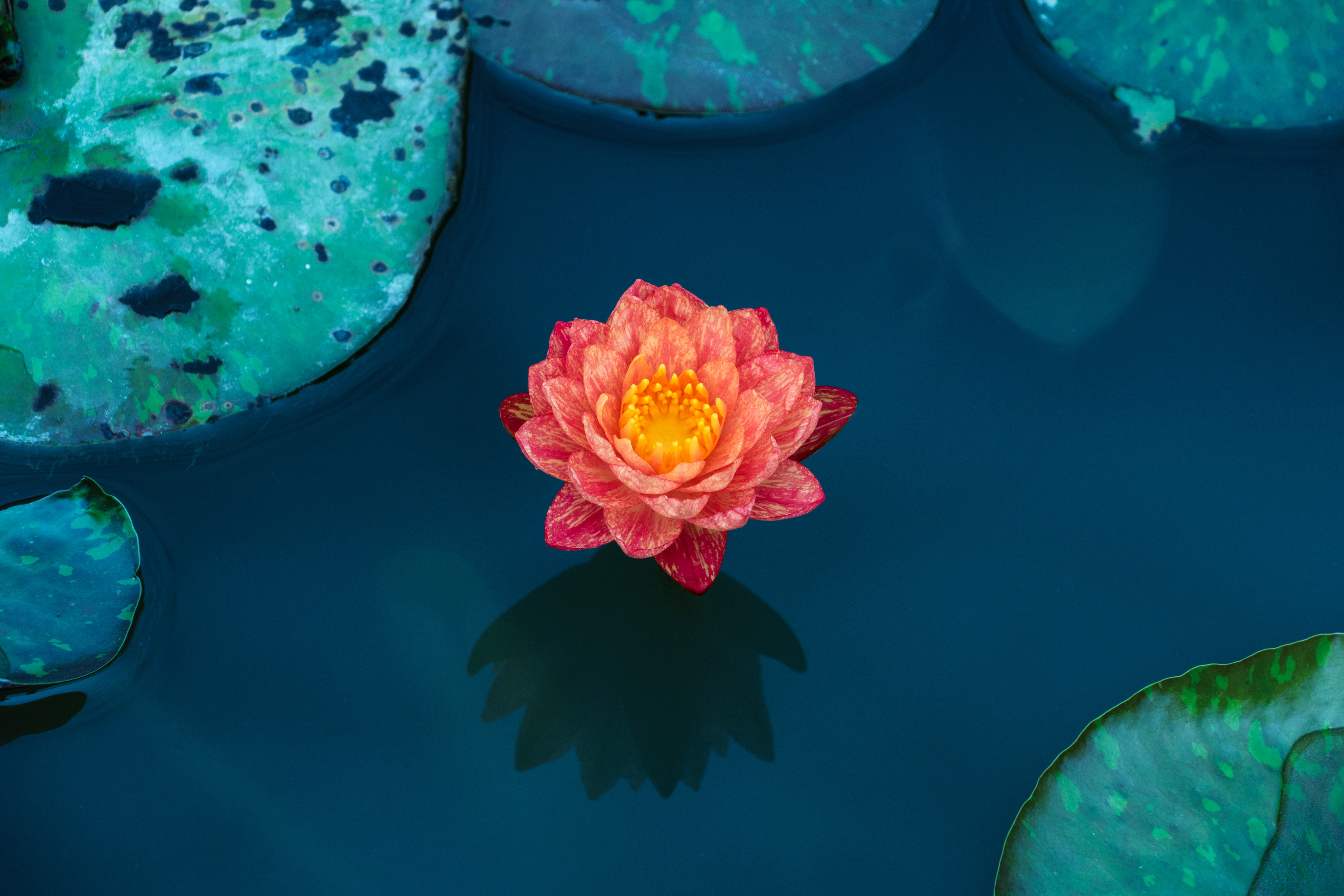 Wallpapers wallpaper water lily red lotus flowers on the desktop