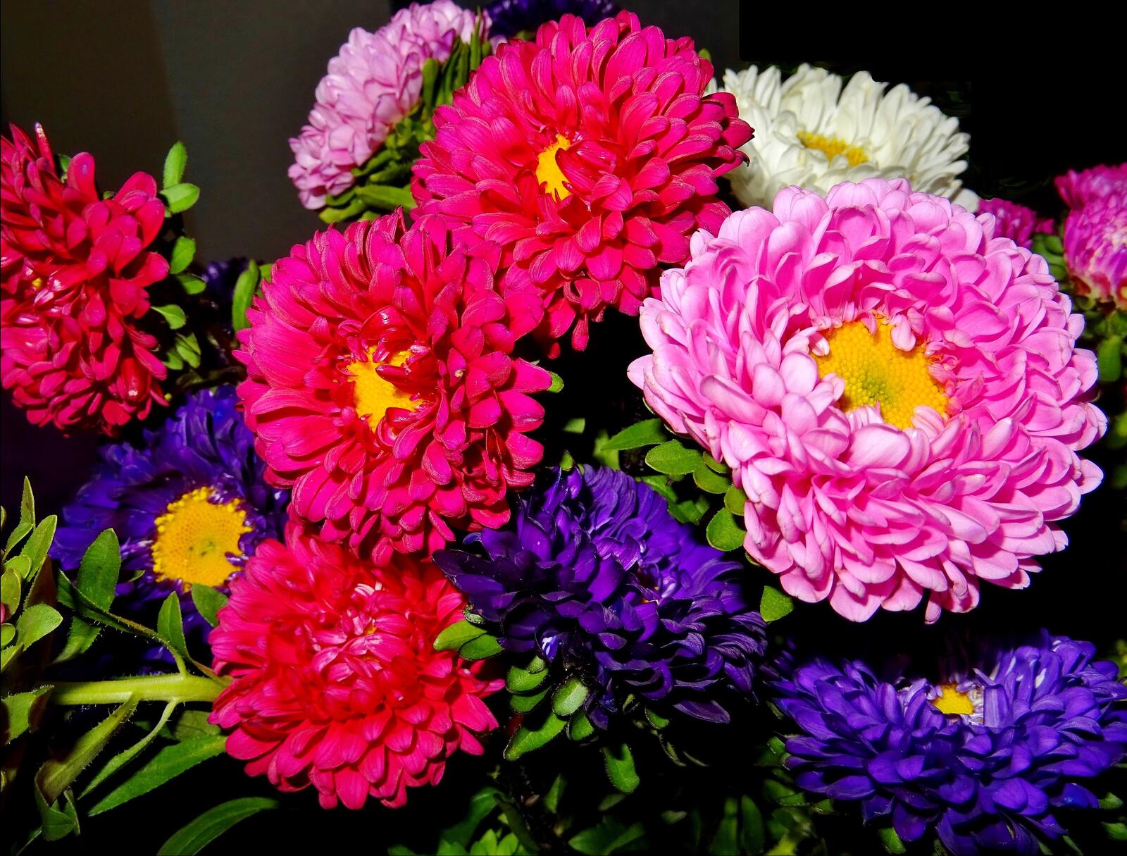 Wallpapers Asters flowers bouquet on the desktop