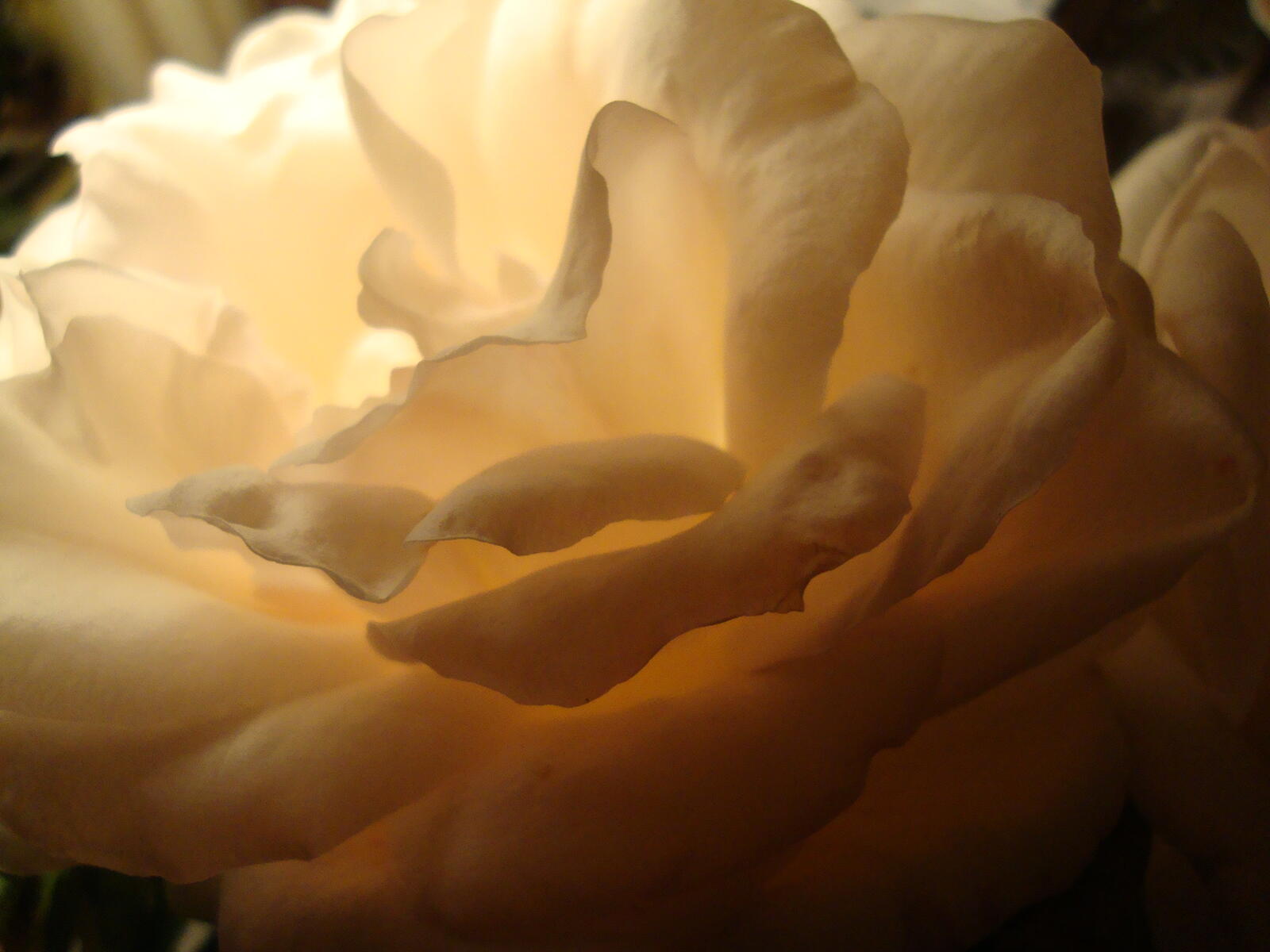 Free photo The glow of a white rose flower