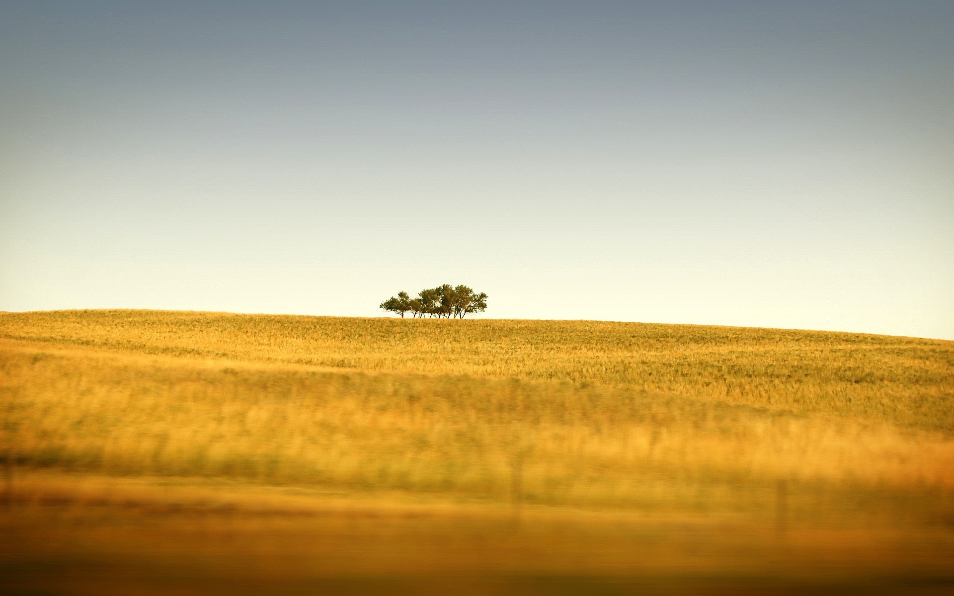 Фото бесплатно обои поле, деревья, чистое небо