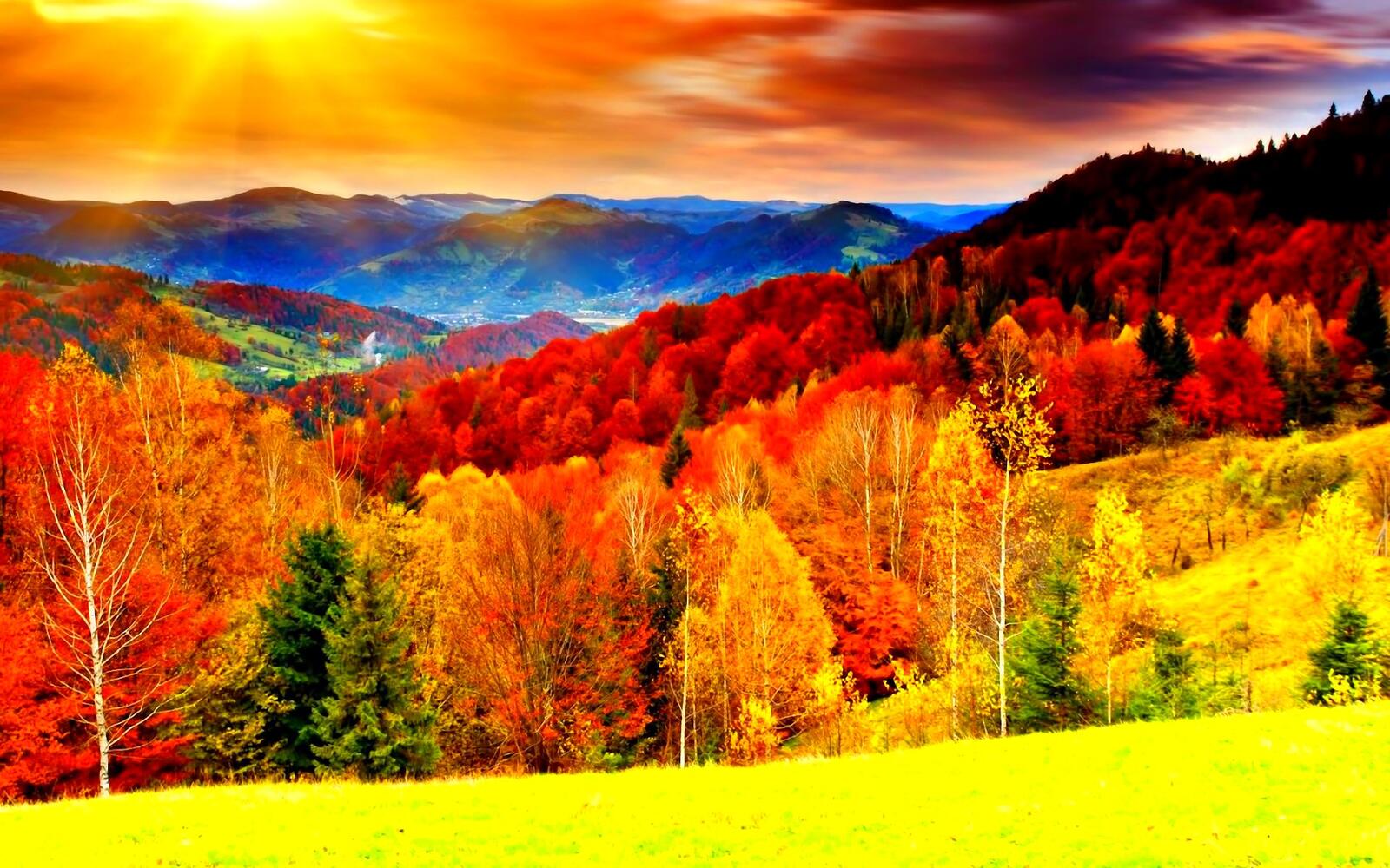 Free photo Colorful autumn forest
