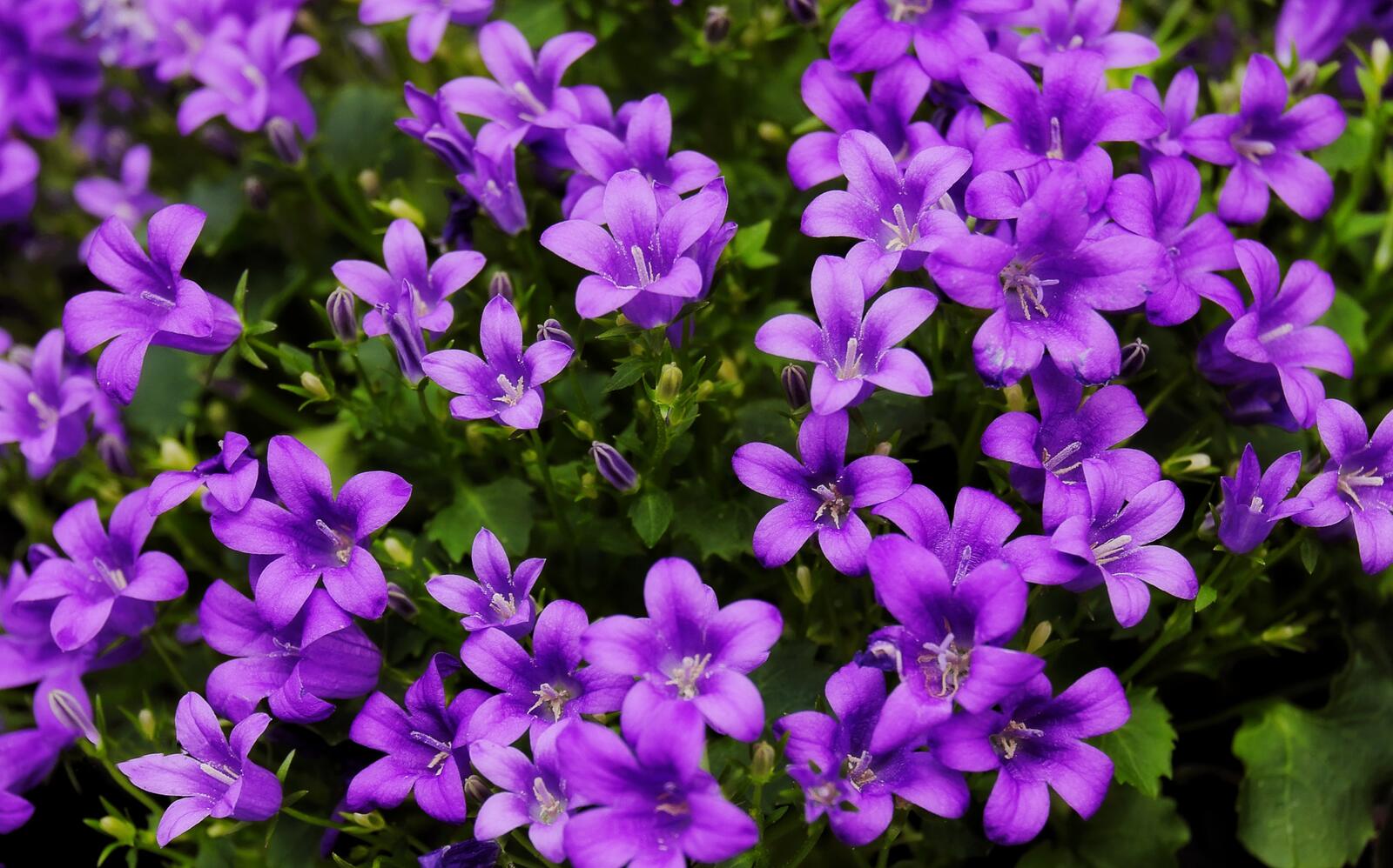 Wallpapers The flowers are lilac Campanula flora floral background on the desktop