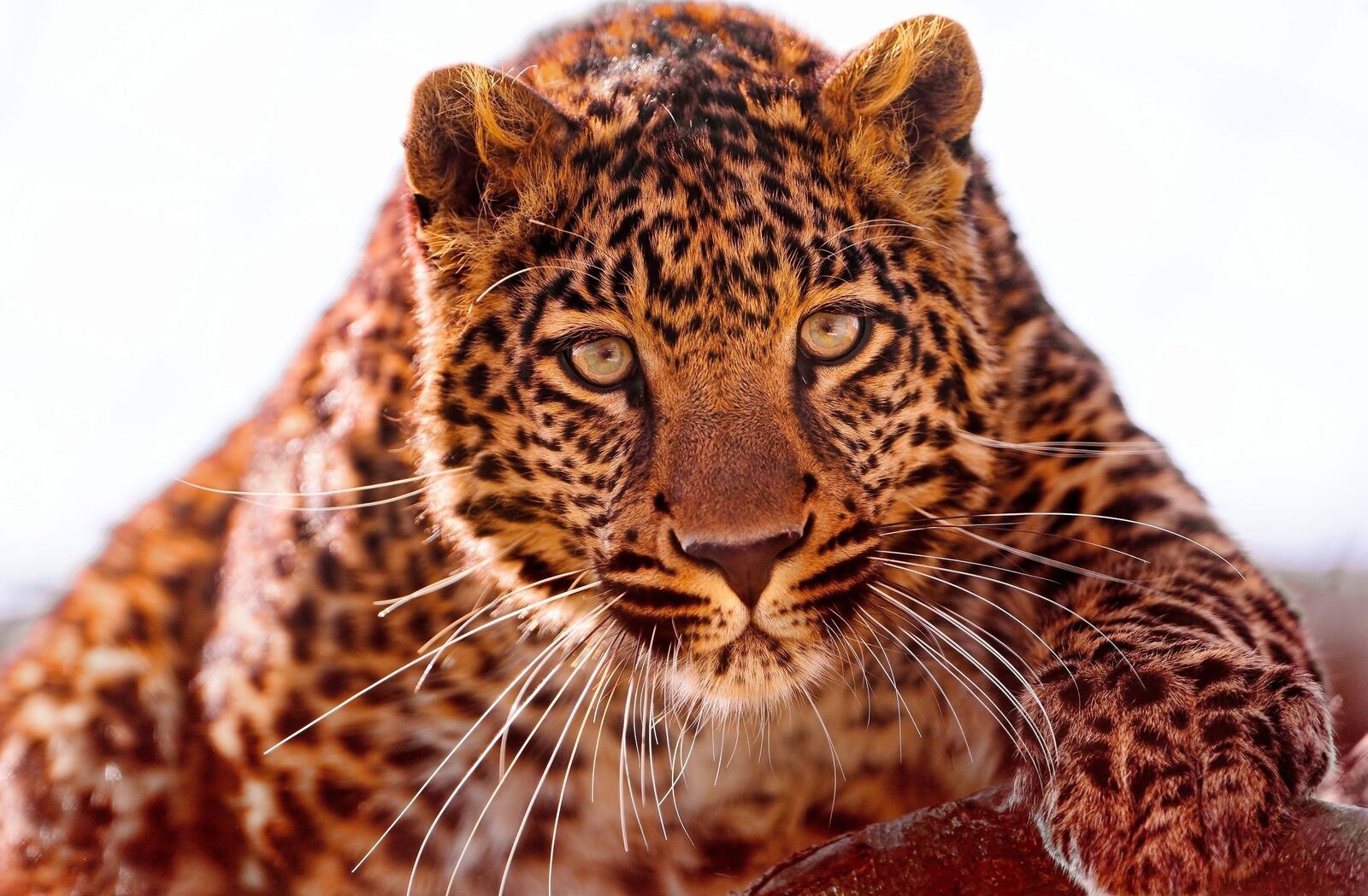Wallpapers mustache fauna leopard on the desktop
