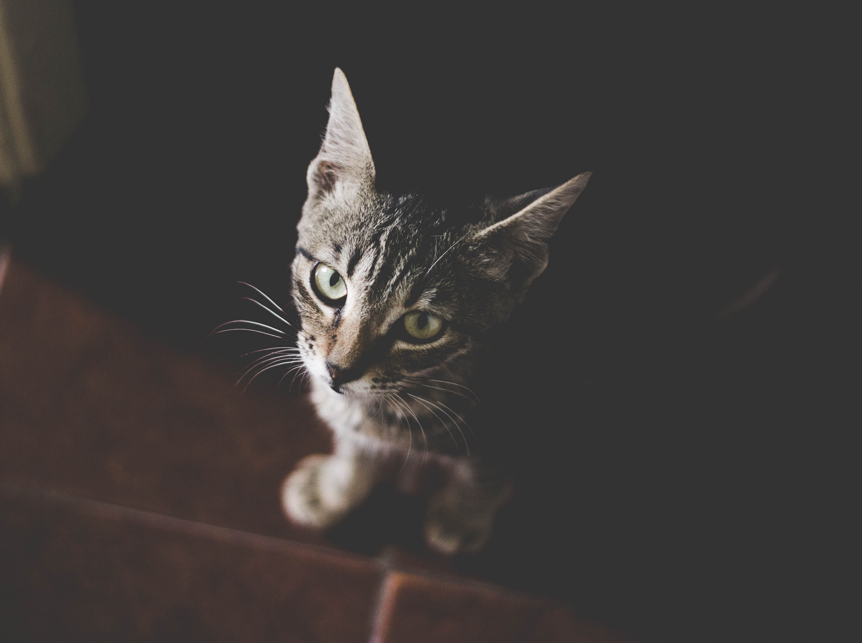 Фото бесплатно кошка как млекопитающее, кошки мелких и средних размеров, позвоночные