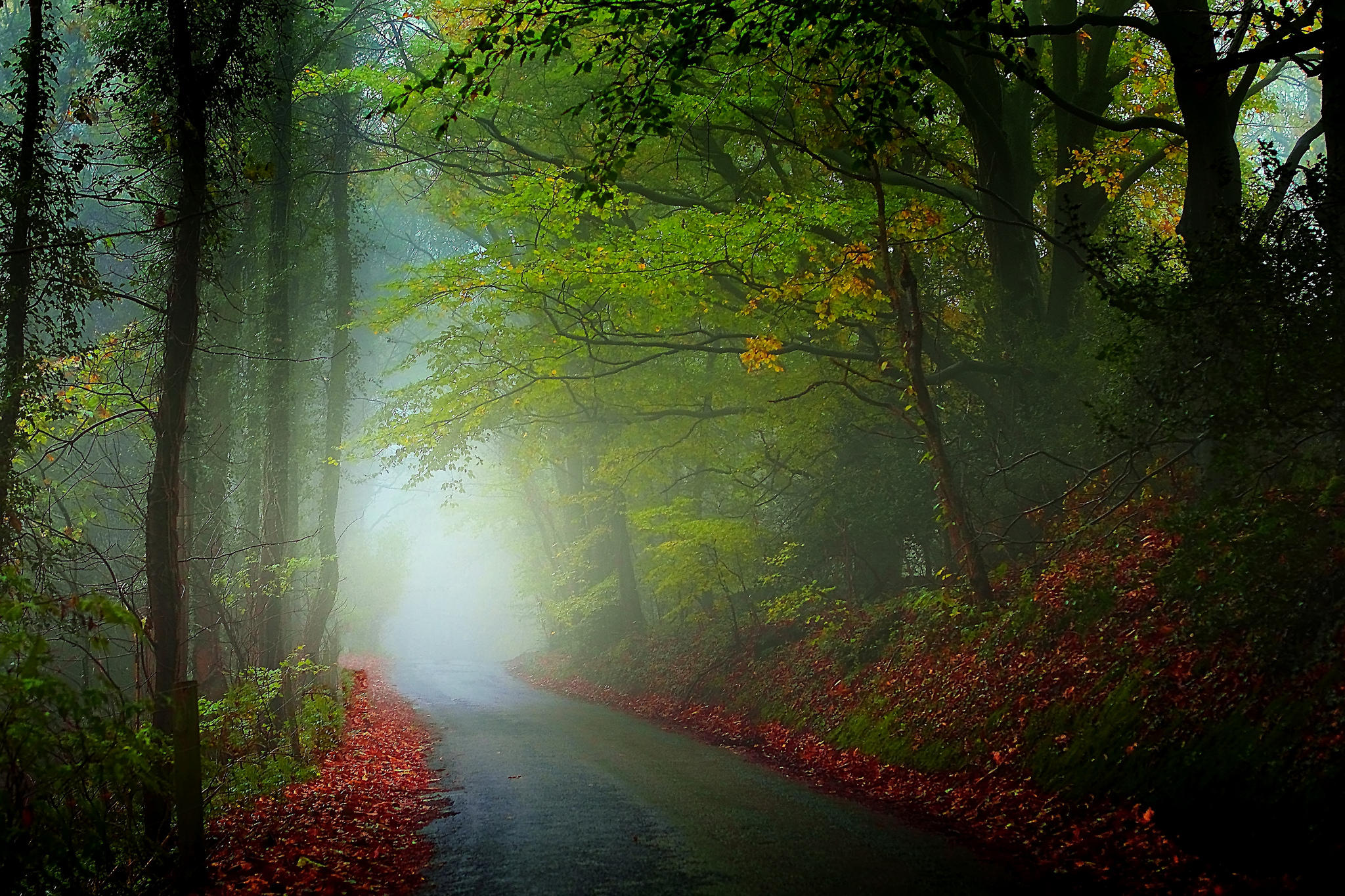 Фото бесплатно туман, лесной путь, дорога по лесу