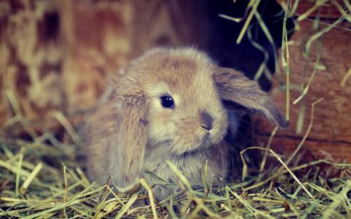 A little rabbit in the straw