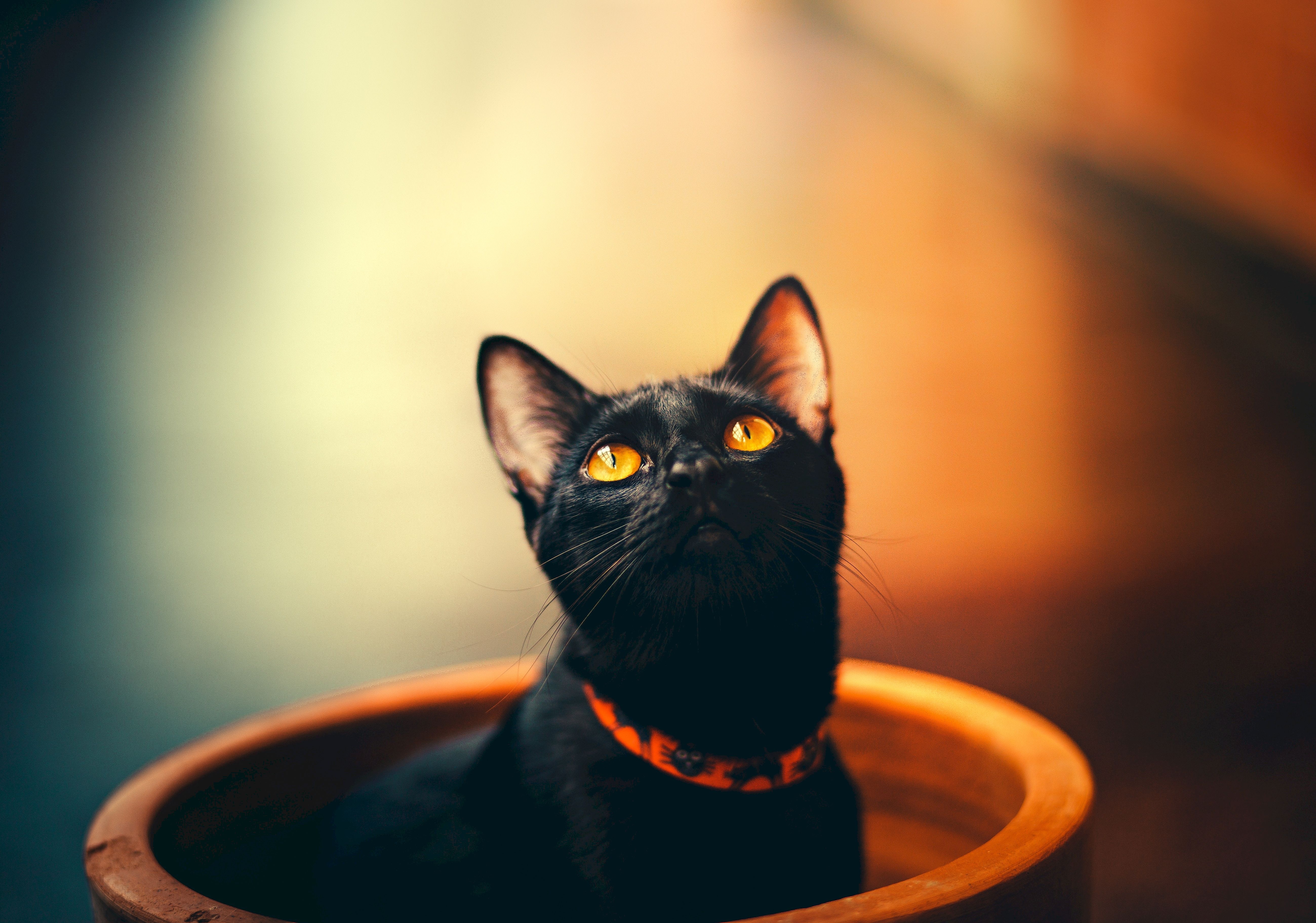 Фото бесплатно черная кошка, глядит в сторону, ошейник