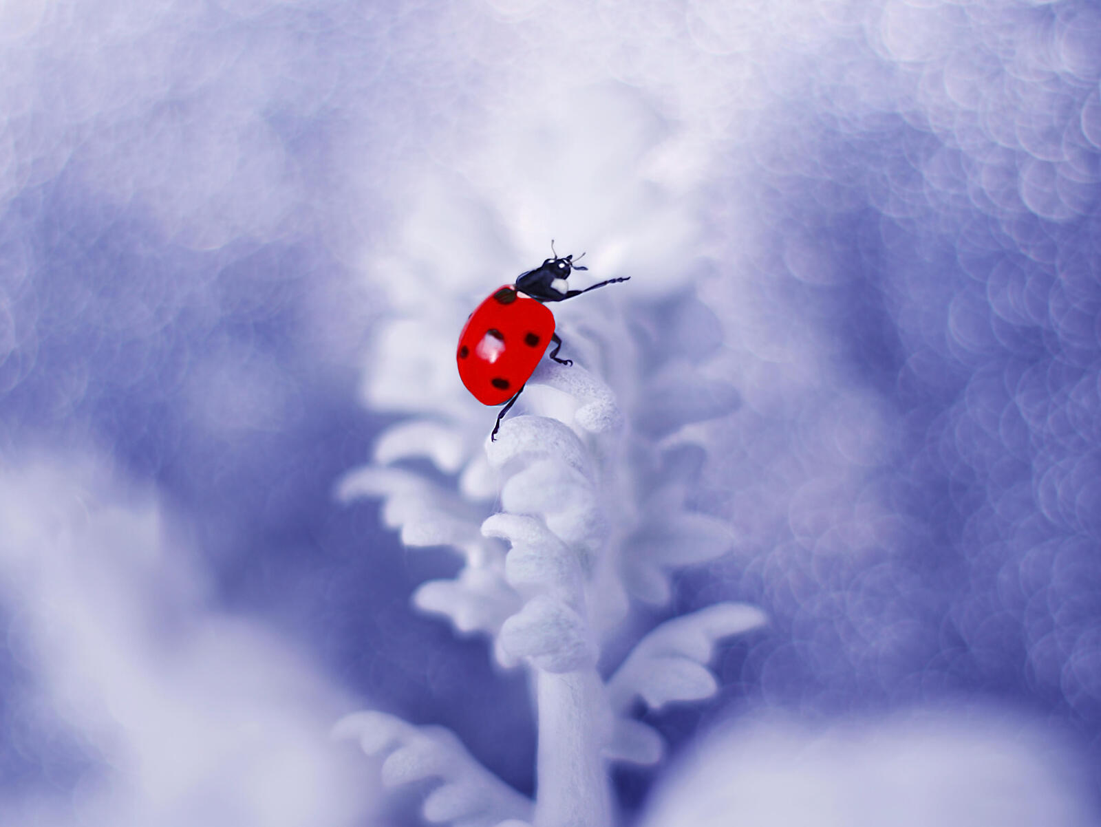 Wallpapers ladybug macro close-up on the desktop