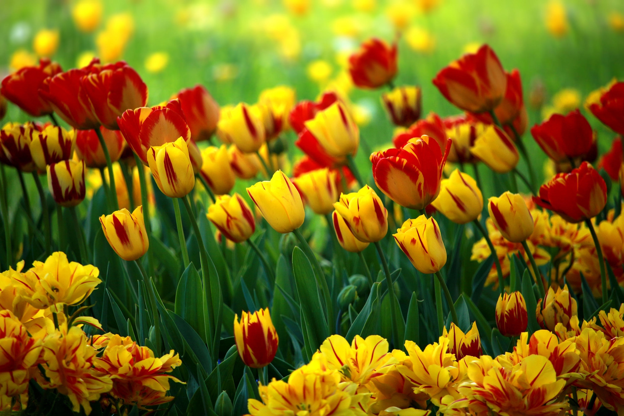 Wallpapers flowers tulips bright on the desktop