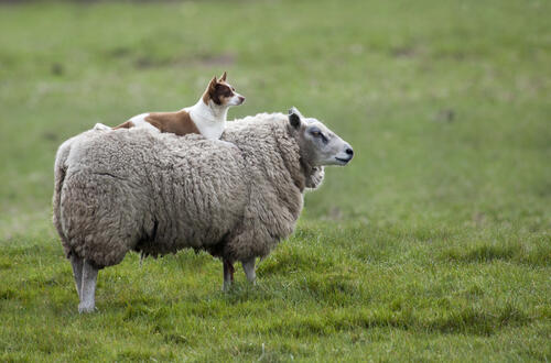 Пастуший пес лежит на спине старой овечки