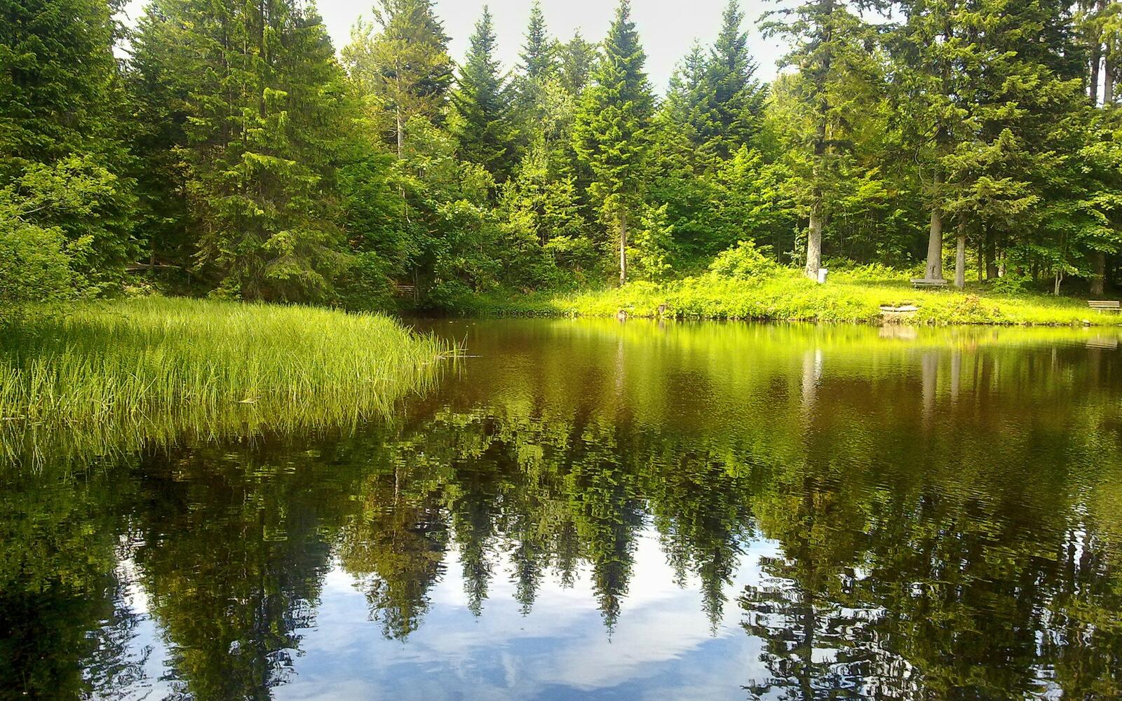 Обои пейзаж лес озеро на рабочий стол