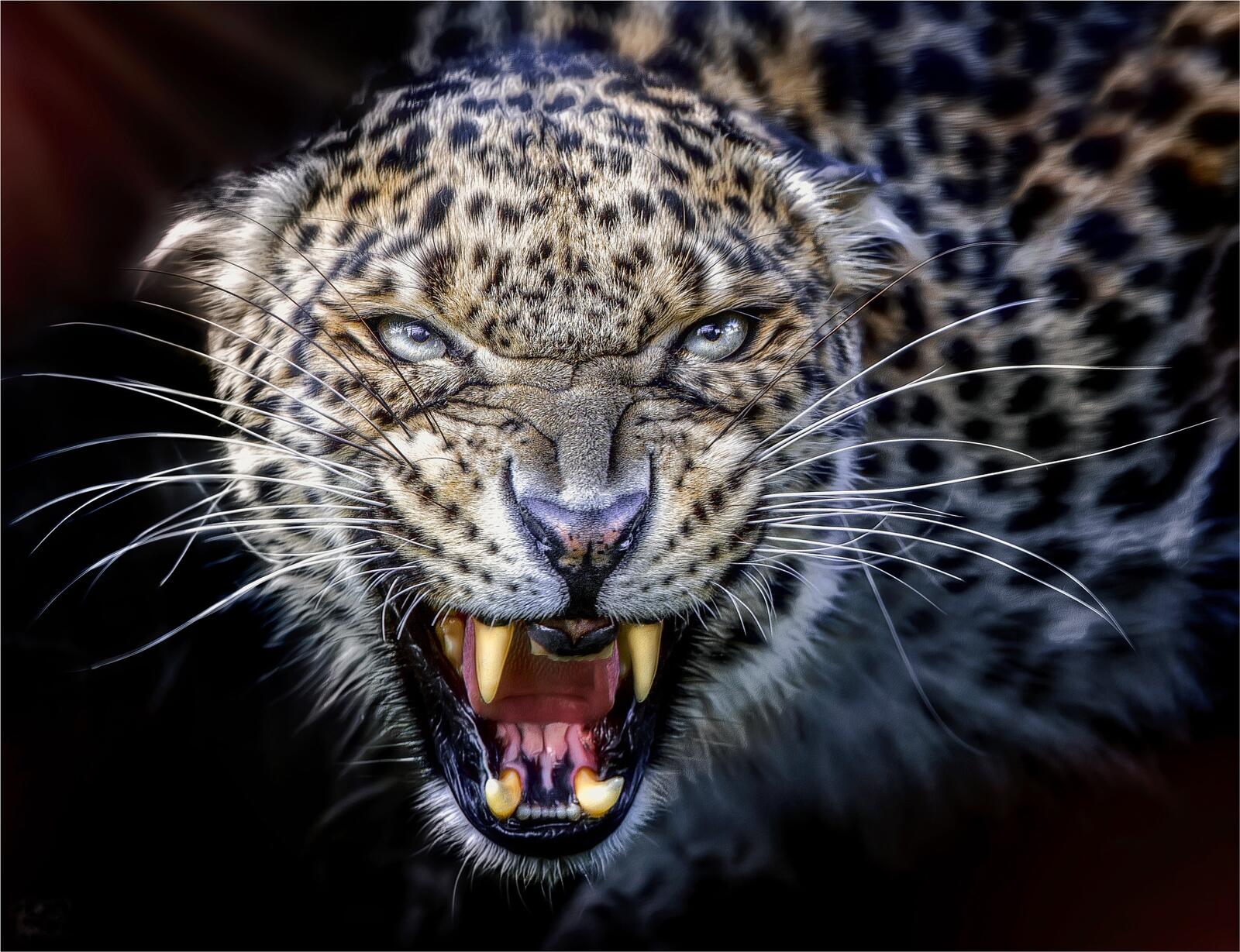 Wallpapers mouth leopard rage on the desktop