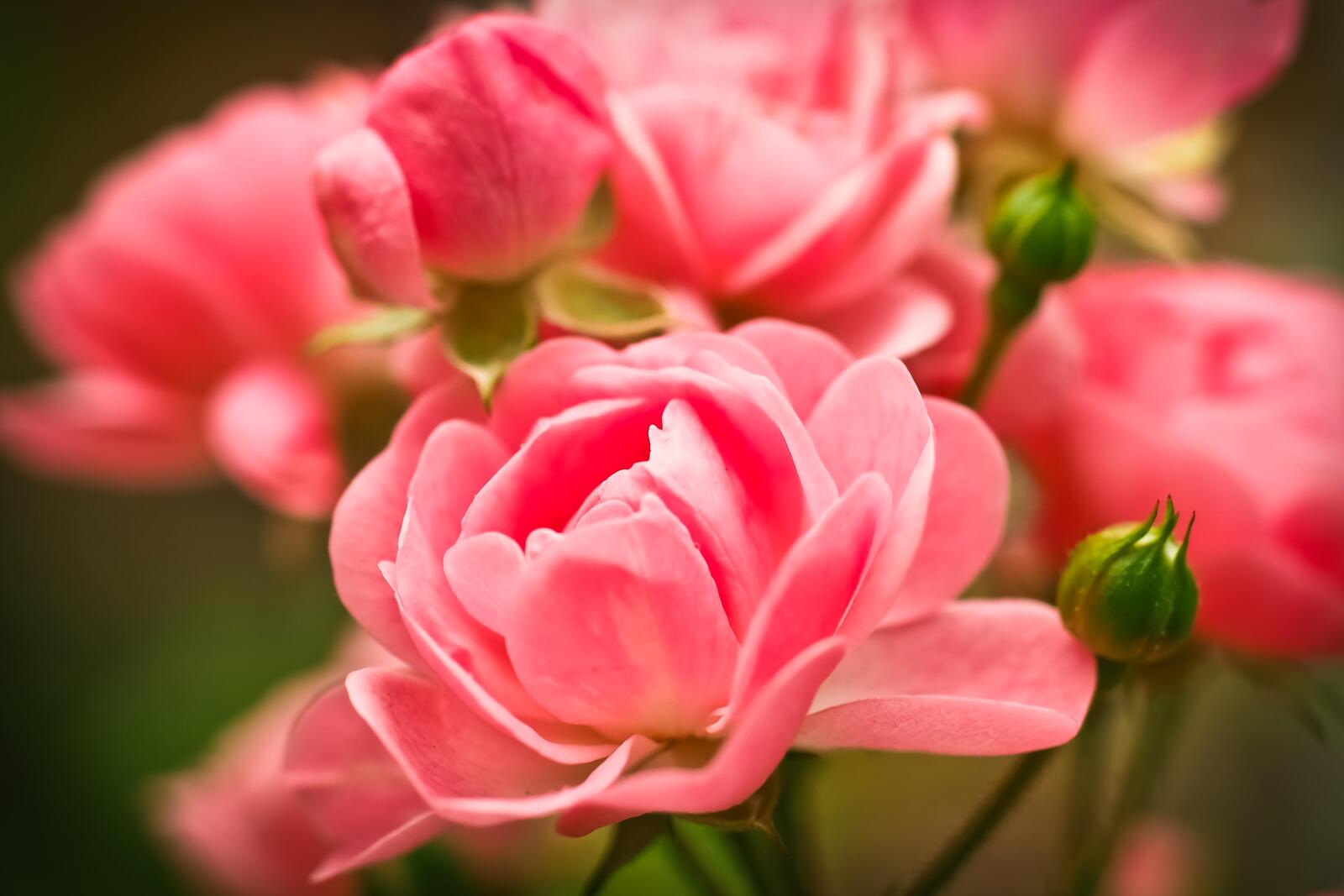 桌面上的壁纸粉红玫瑰 花瓣 未熟