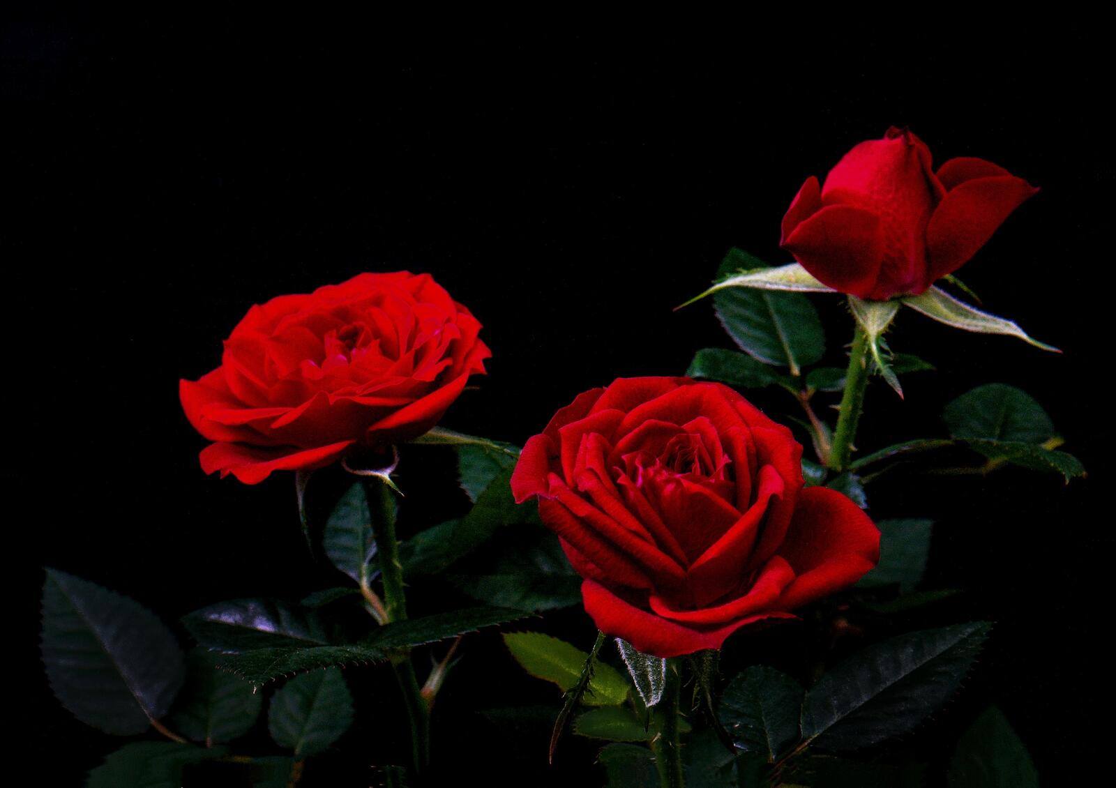 Обои цветущая роза флора красный бутон на рабочий стол