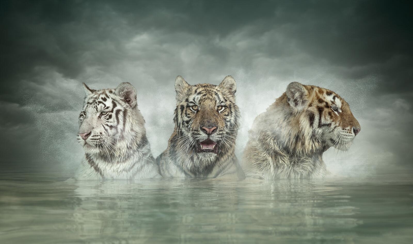 Обои тигры хищники трое на рабочий стол
