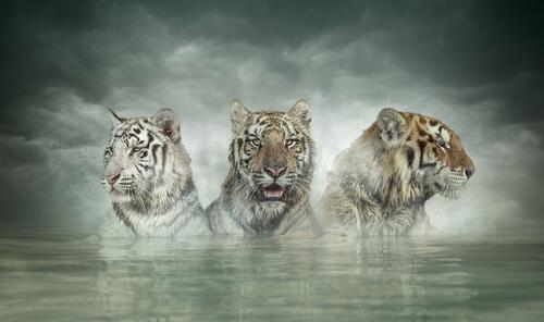 тигры хищники трое
