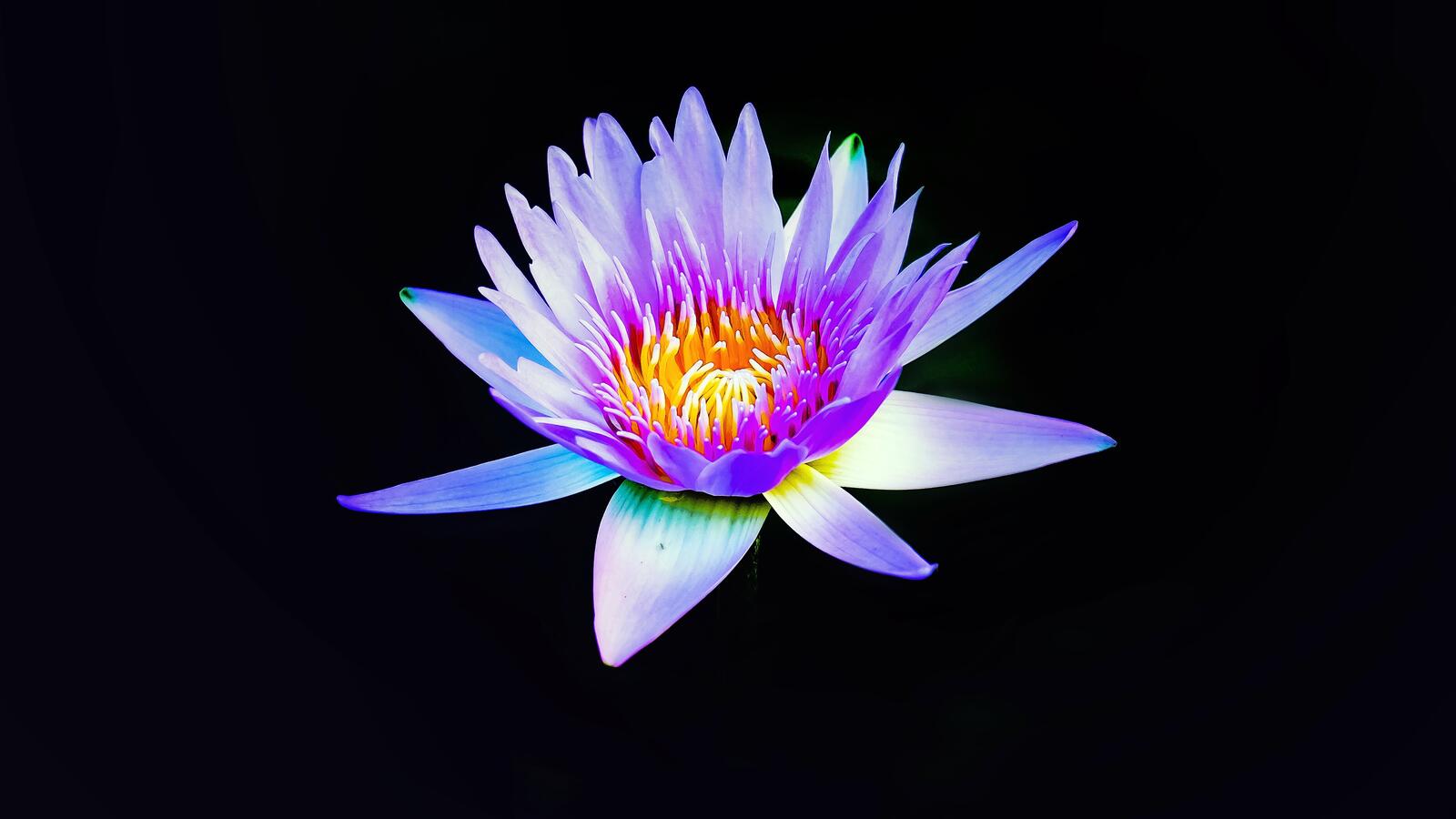 Wallpapers wallpaper water lily pink petals cute on the desktop