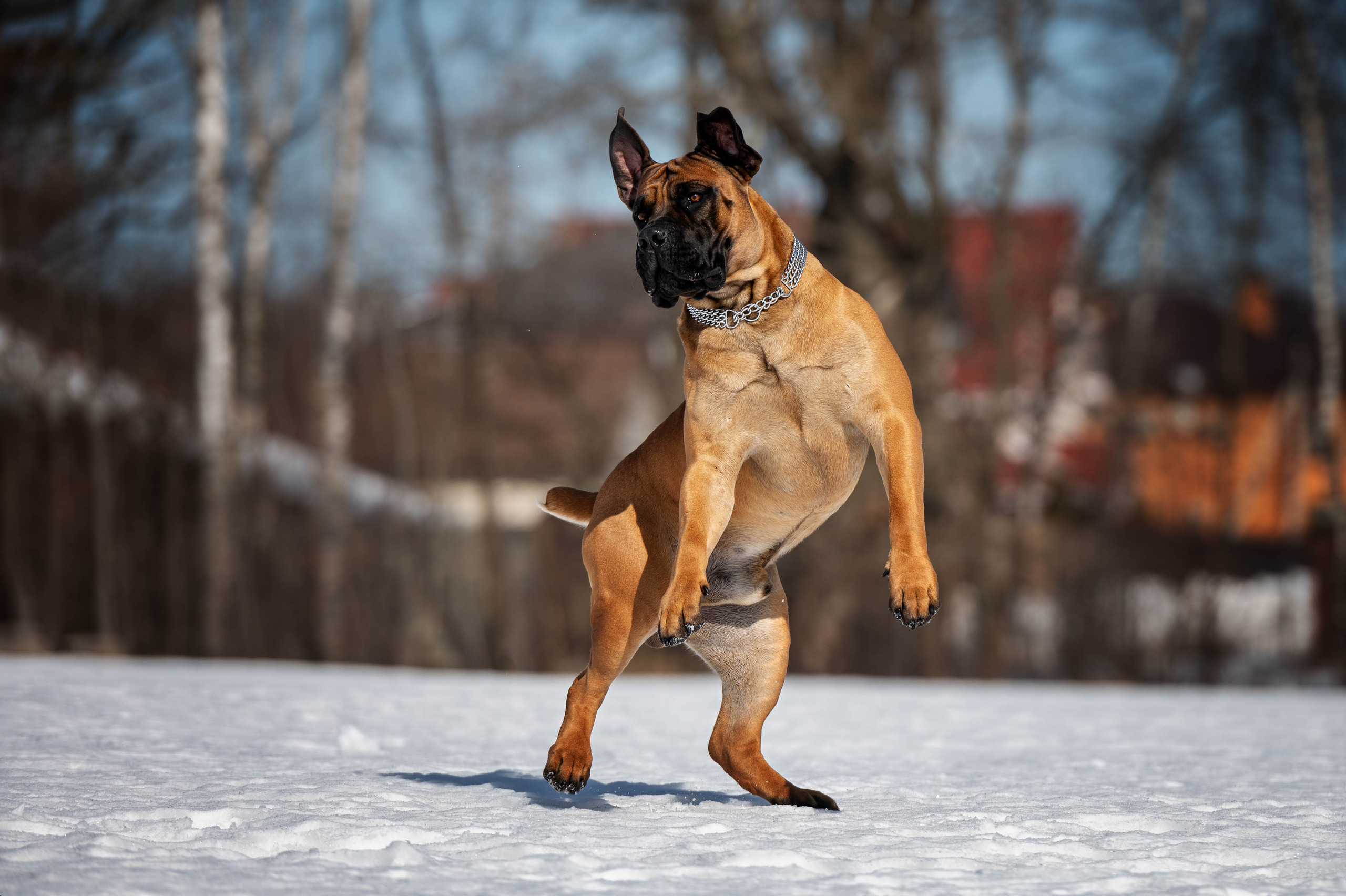 Бесплатное фото Танцующий пёс