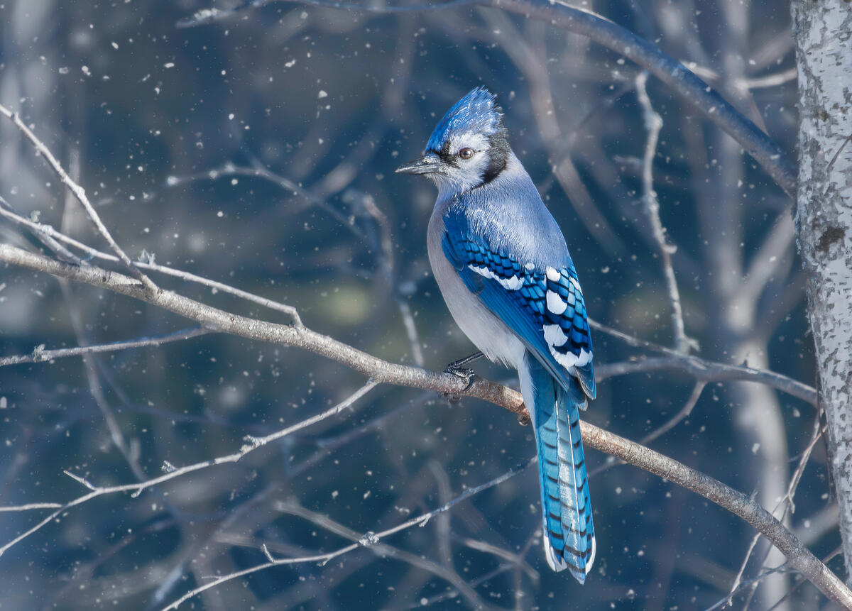 A blue jay sits on a tree branch