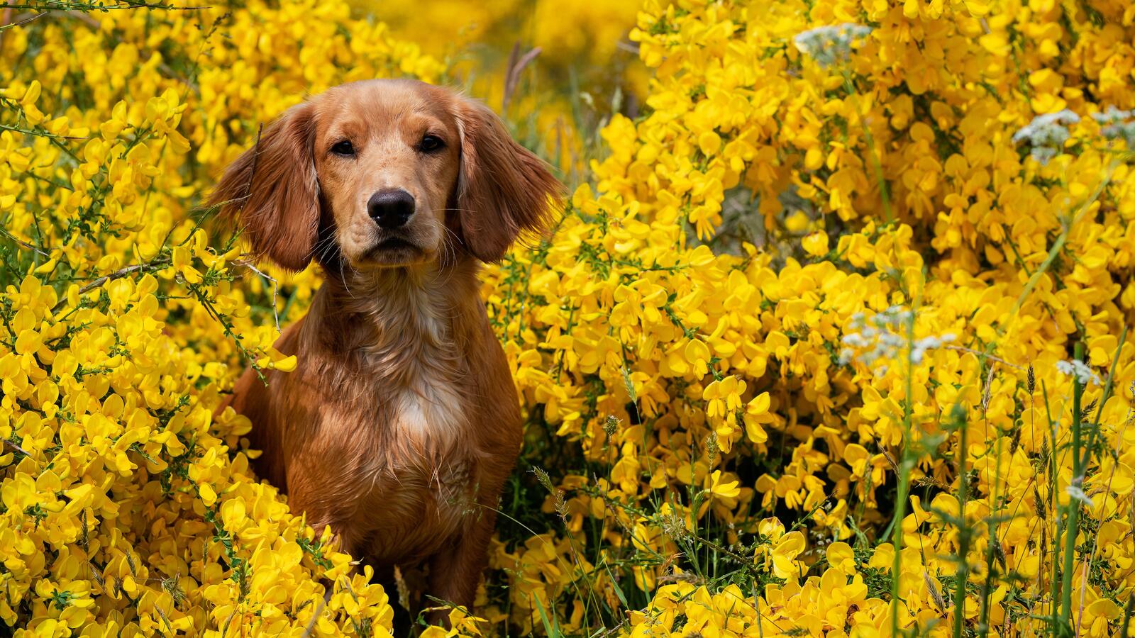 собака жёлтые цветы милая