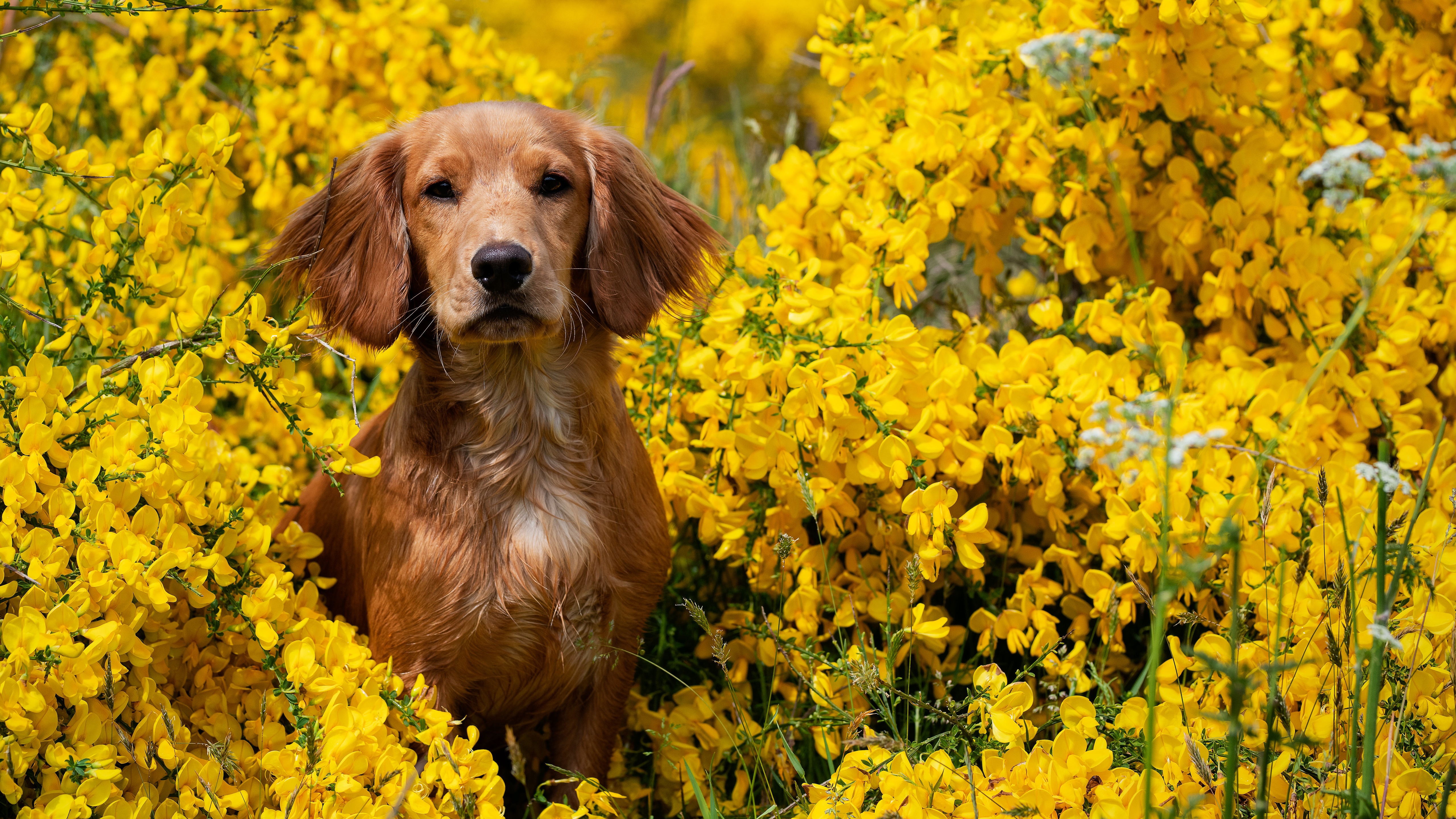 Wallpapers dog yellow flowers cute on the desktop