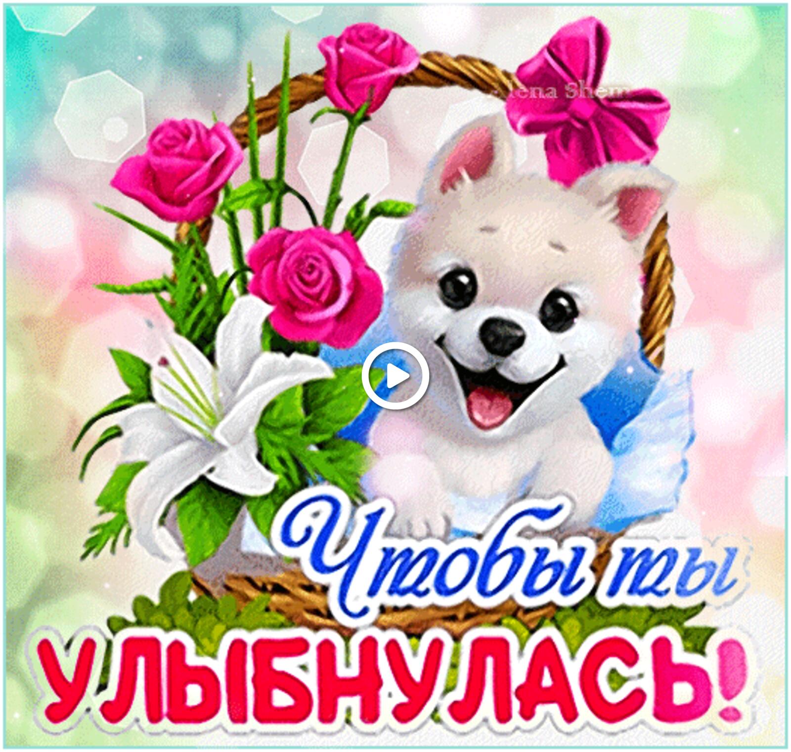 一张以狗狗 篮中 带花为主题的明信片