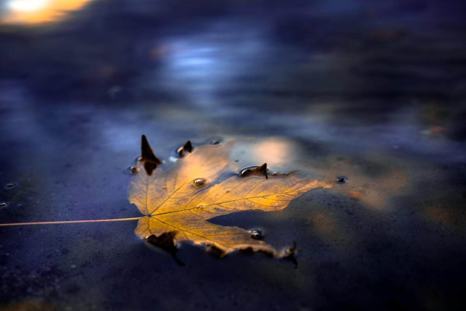 Wallpapers wallpaper leaf fall drops of water on the desktop