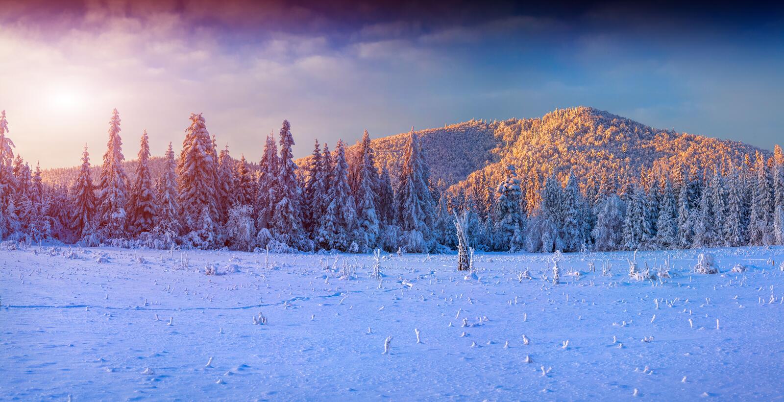 Wallpapers snow white field trees on the desktop