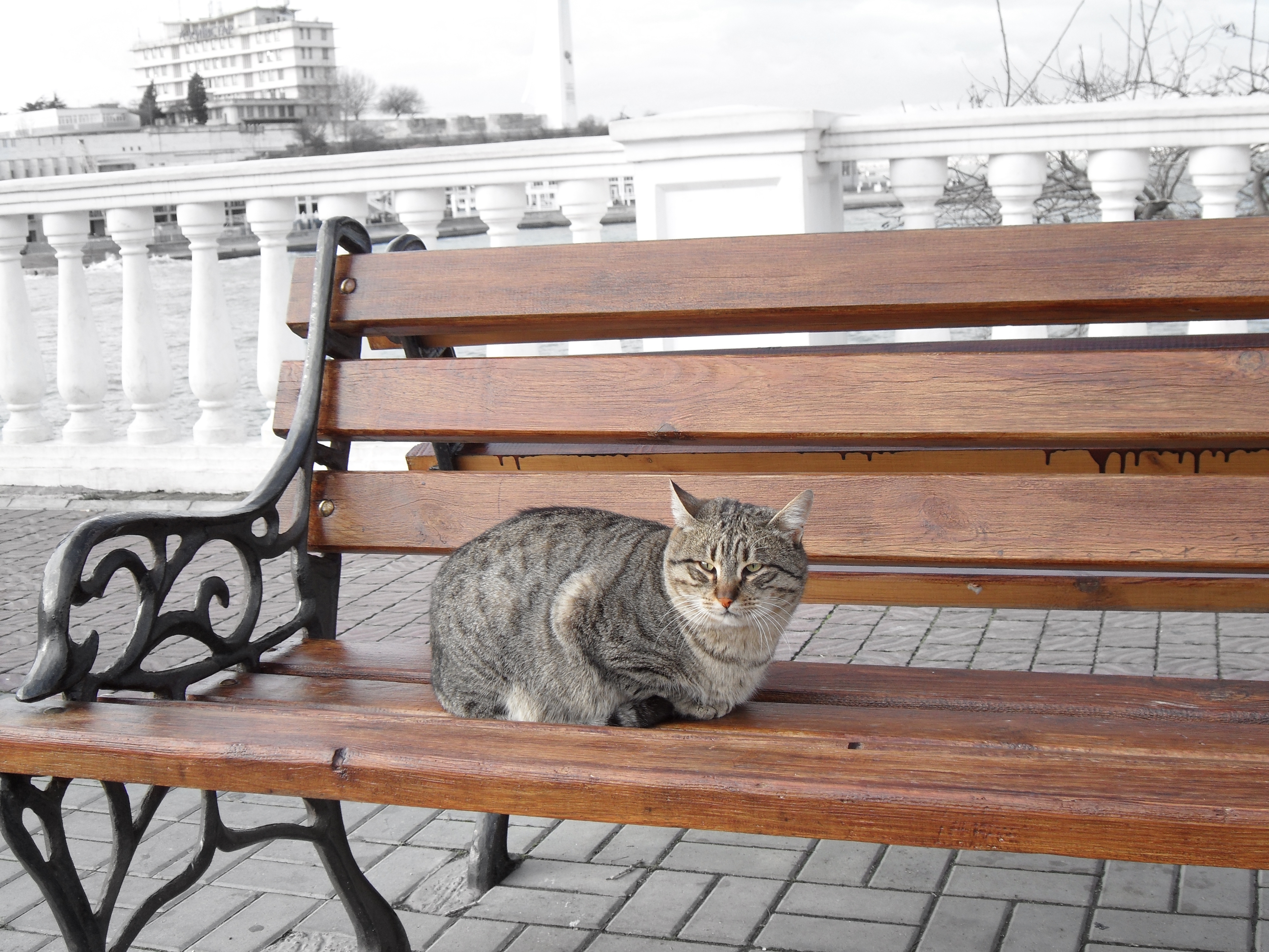 Фото бесплатно кошка, скамейка, сидя
