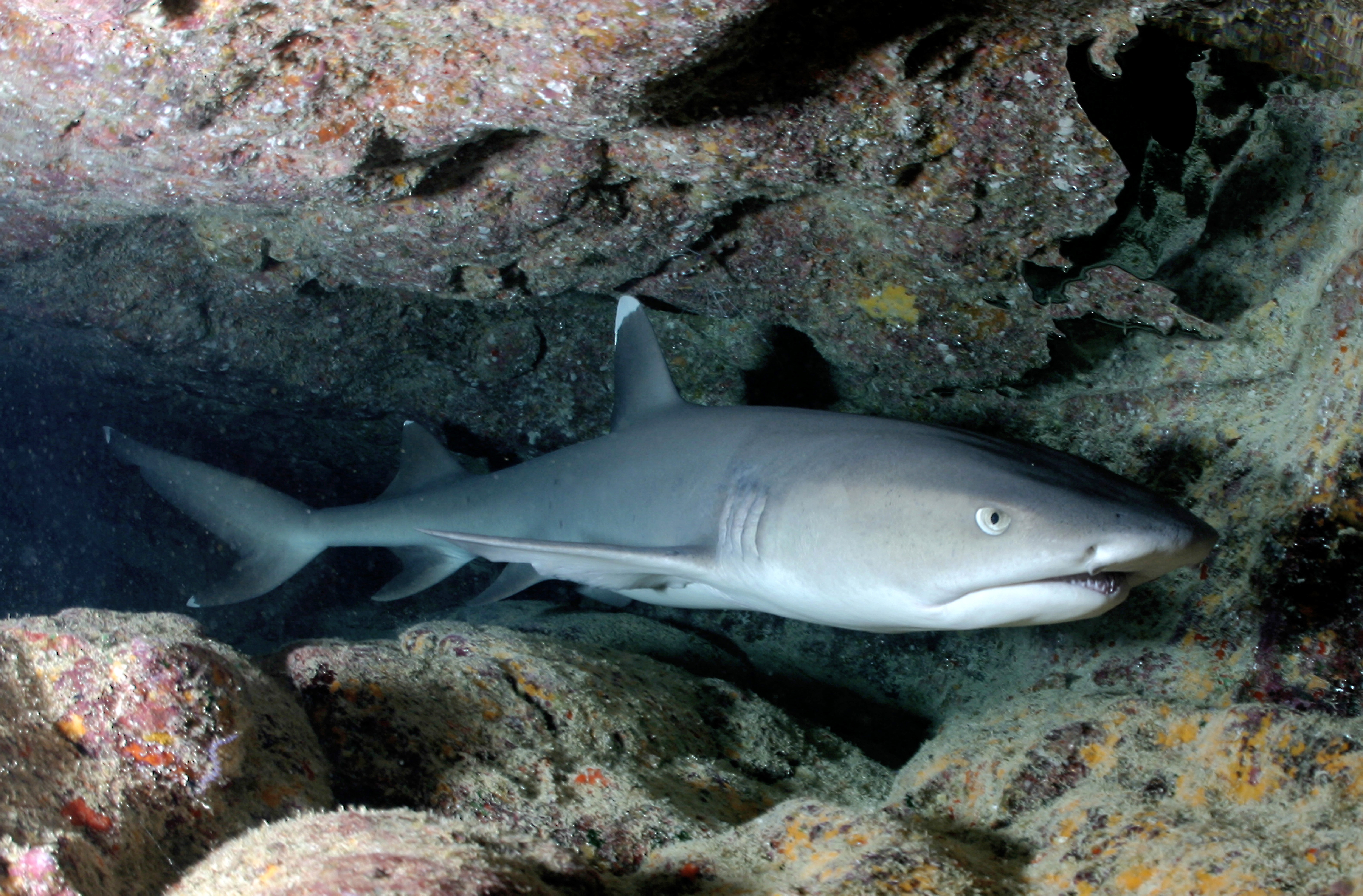 Photo free Triaenodon Obesus, biology, requiem shark