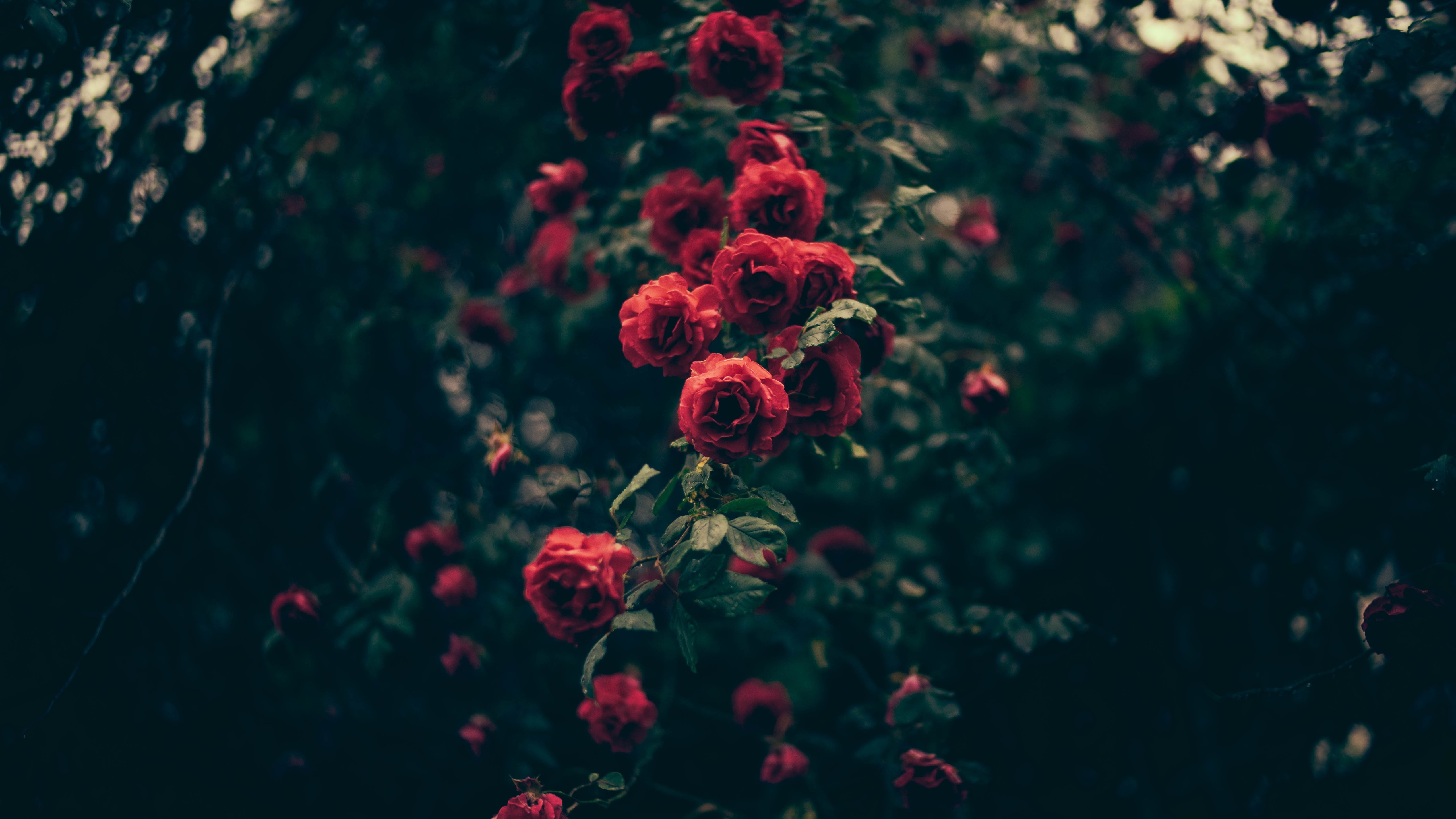 Обои обои красные розы размытый фон маленькие розы на рабочий стол