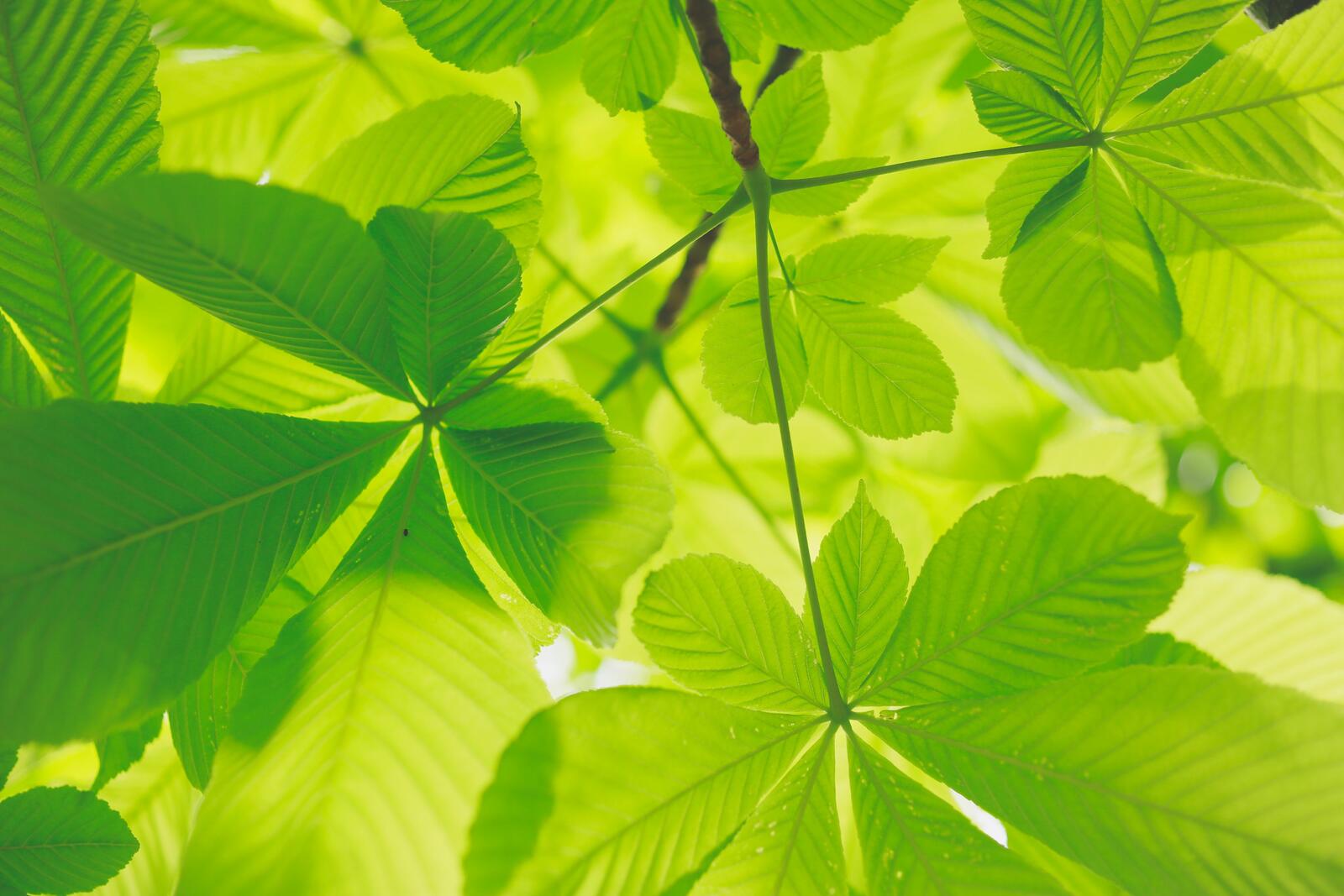 Wallpapers green leaves nature on the desktop