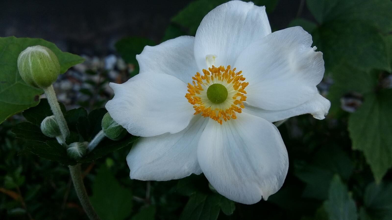 Wallpapers japanese anemone white petals on the desktop