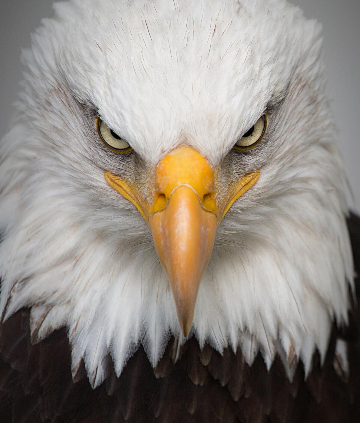 A close-up portrait of an eagle stares at the viewer