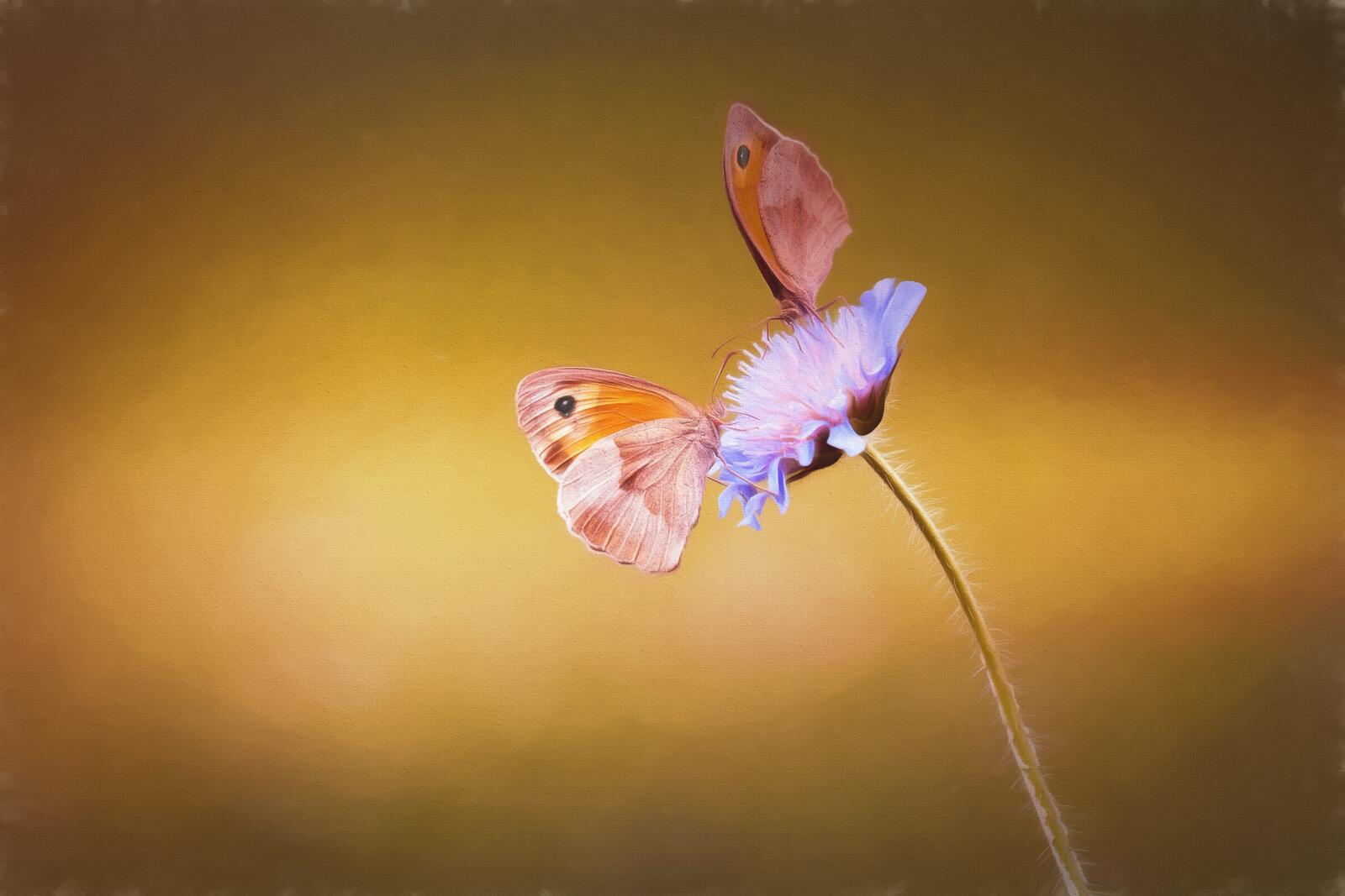 Wallpapers nature flower wing on the desktop