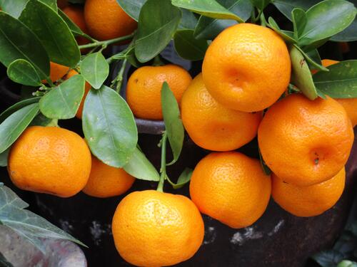 Tangerines growing on the branches of a tree.