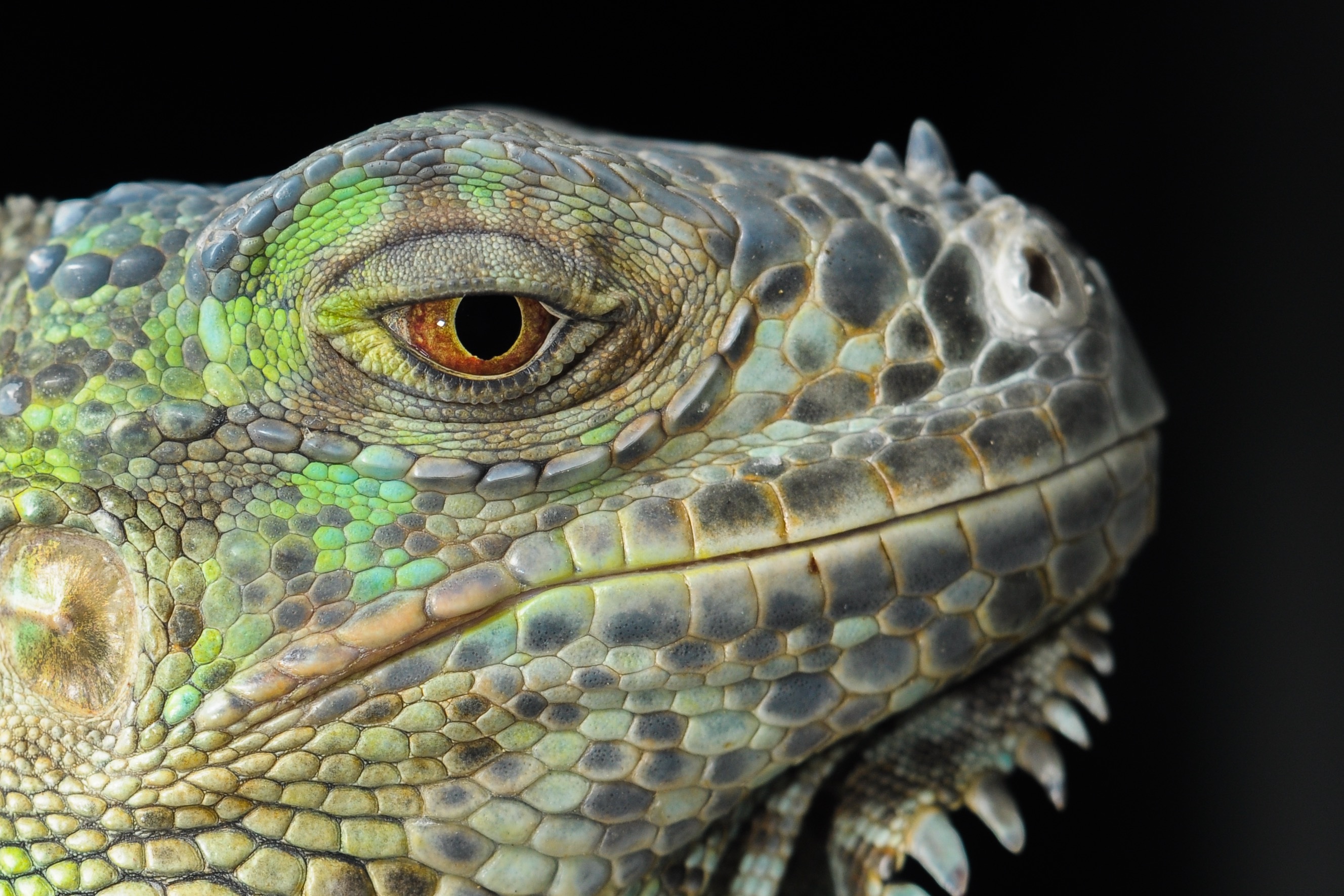 Wallpapers wildlife reptile iguana on the desktop