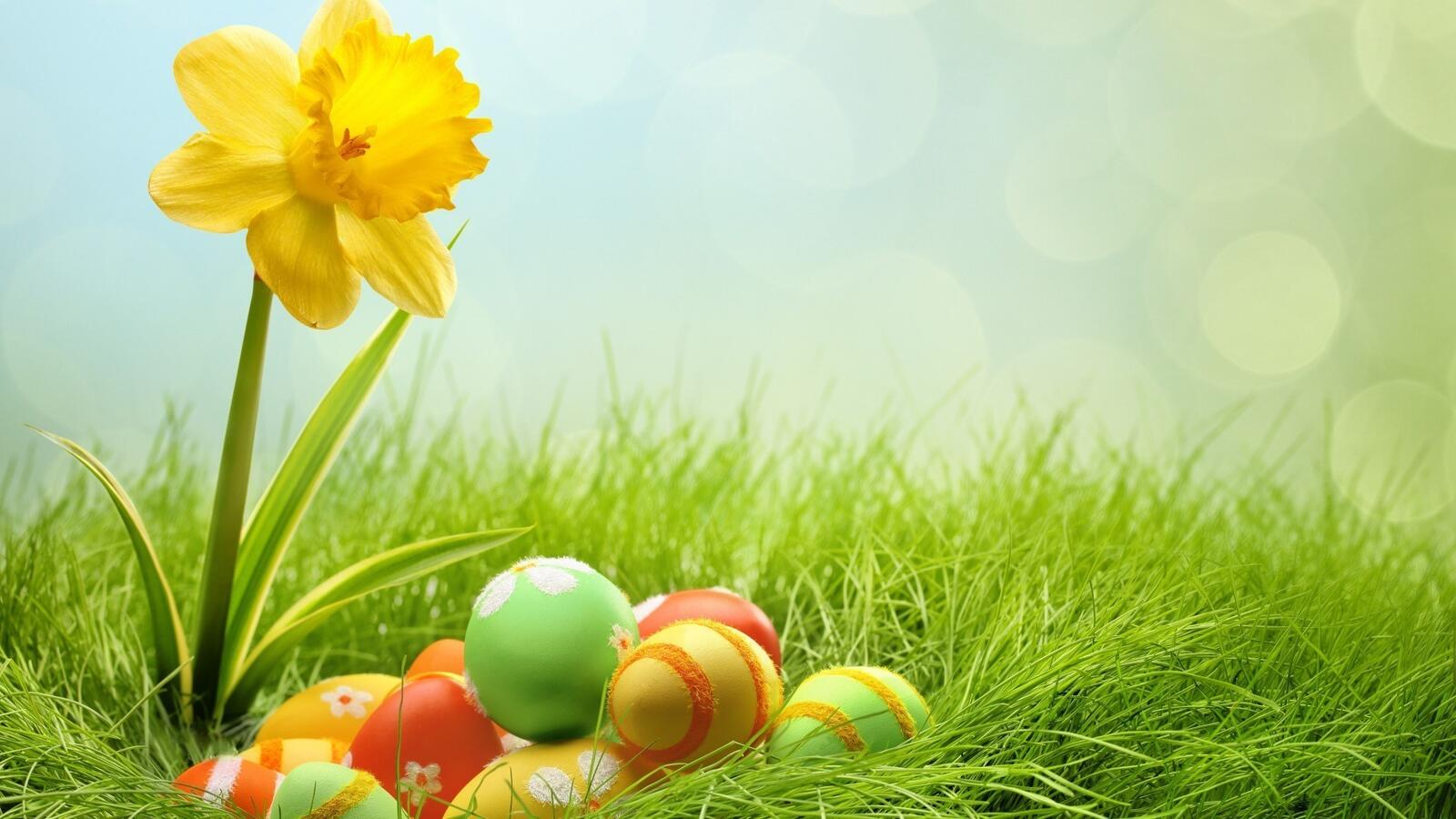 Wallpapers colored eggs flowers easter on the desktop