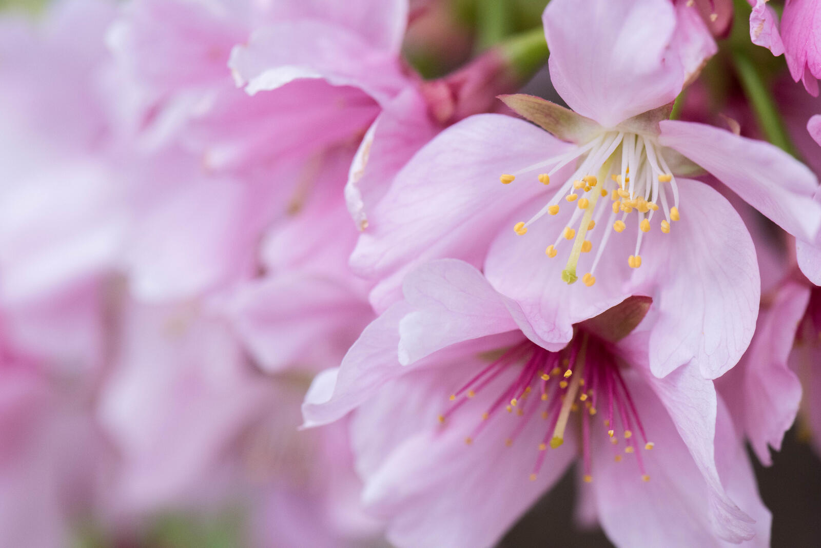 Обои цветы Cherry Blossoms ветка на рабочий стол